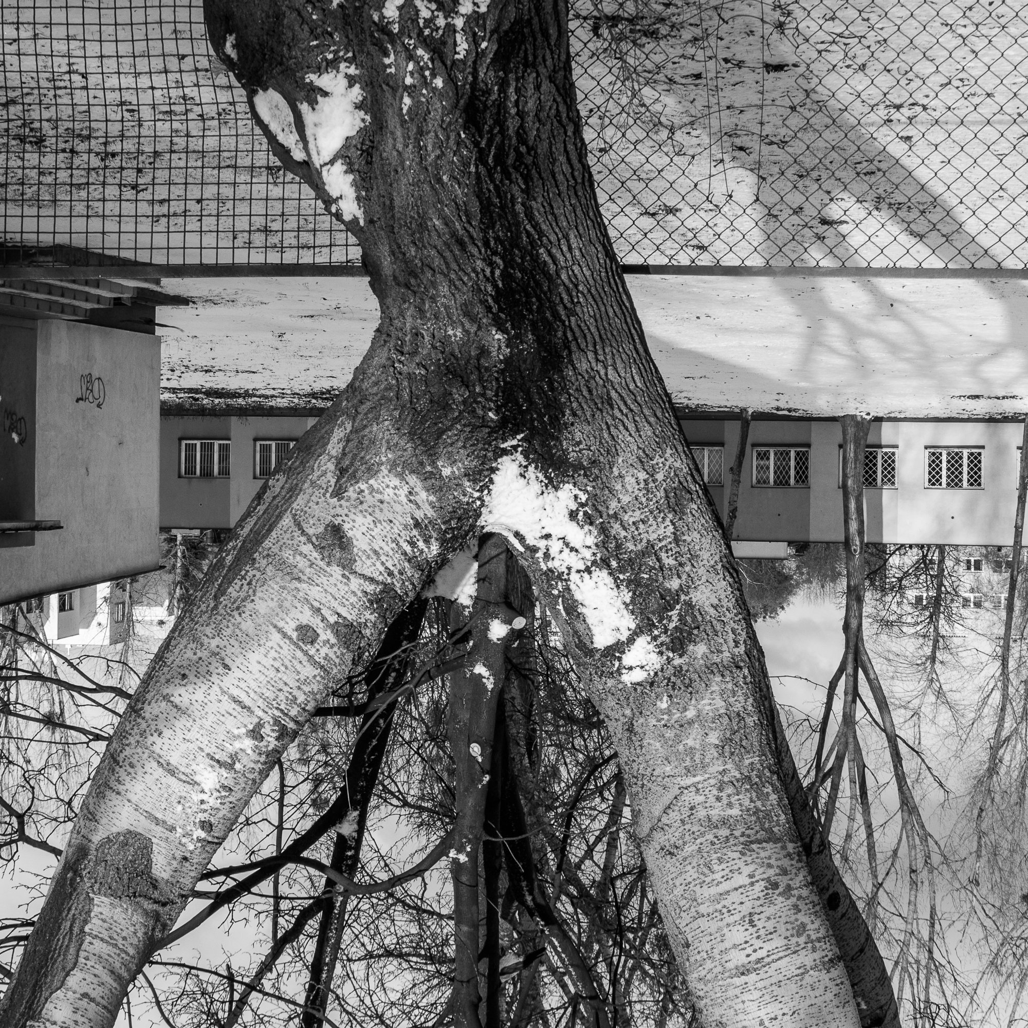Adam Mazek Photography Warsaw (Warszawa) 2019. Post: "What do people see in my pictures?." Abstraction. Tree with a snow-penis, Square.