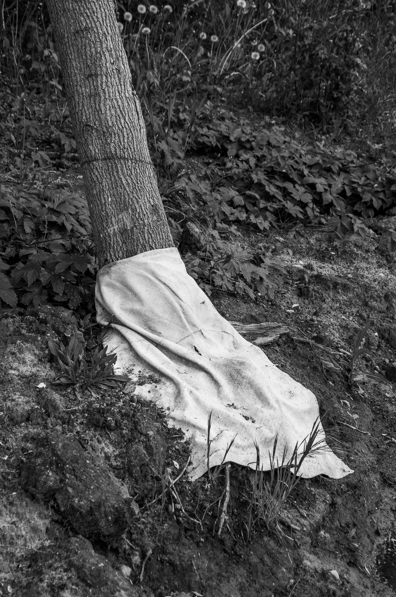 Adam Mazek Photography Warsaw (Warszawa) 2019. Post: "Uniqueness is common." Tree. Minimalism.