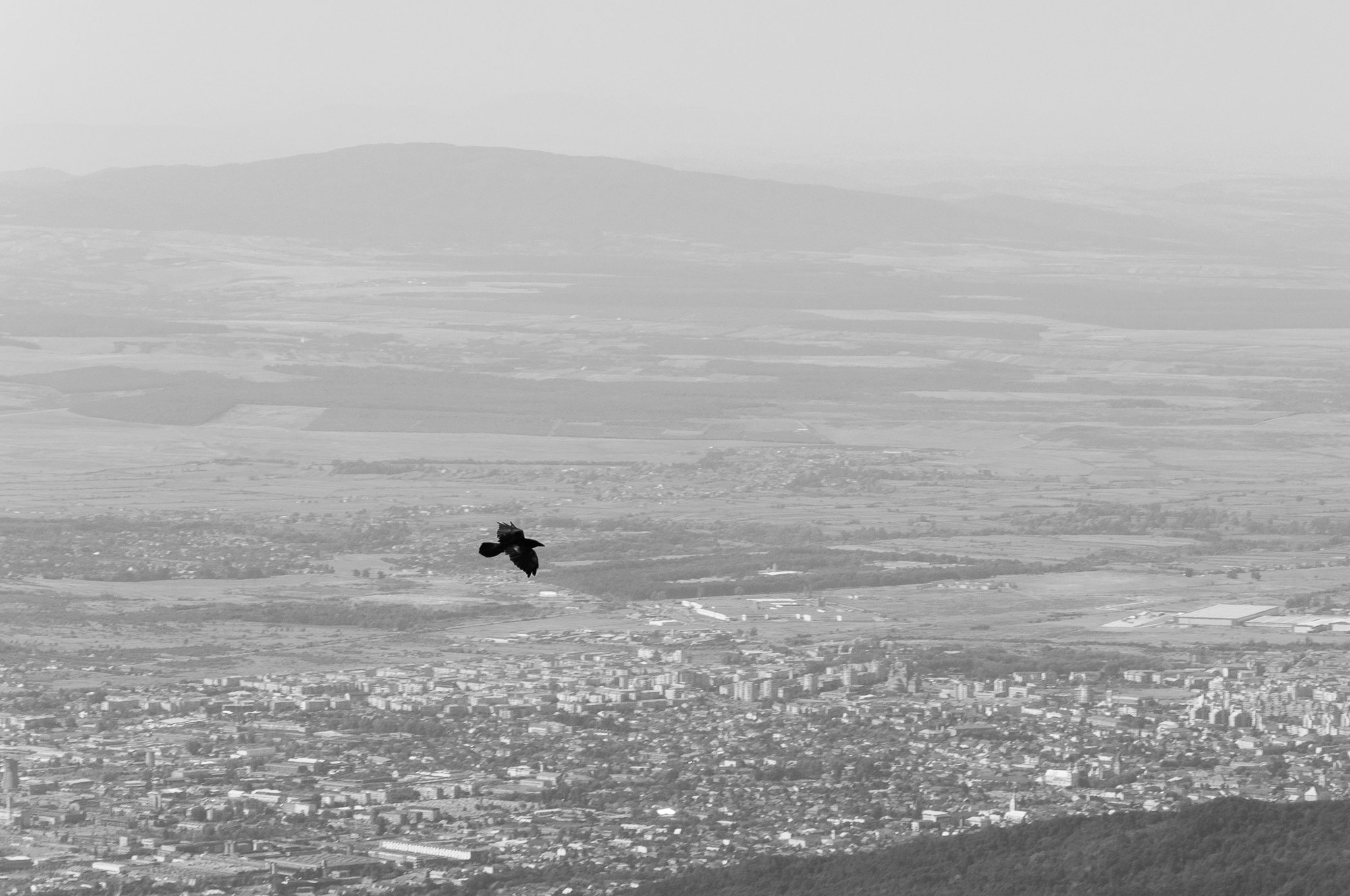 Adam Mazek Photography Baia Mare (Romania) 2015. Post: "About "Diaries." Minimalism. Flying bird. Portfolio: Minimalism, part XXV.