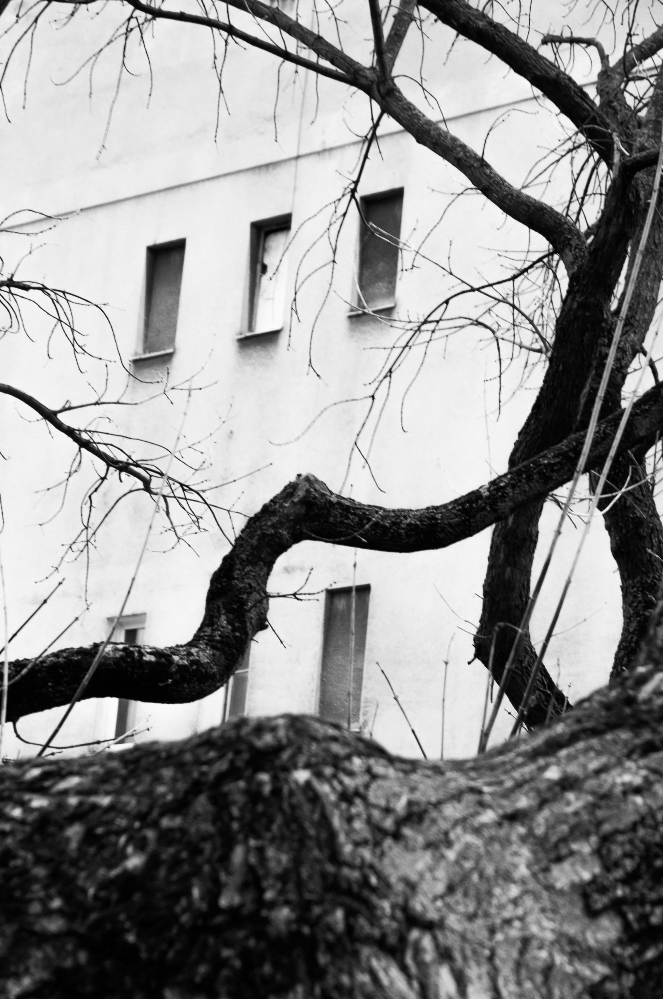 Adam Mazek Photography Warsaw (Warszawa) 2018 Post: "One of the most underrated activities." Walking. Minimalism. Perspective. Branches.