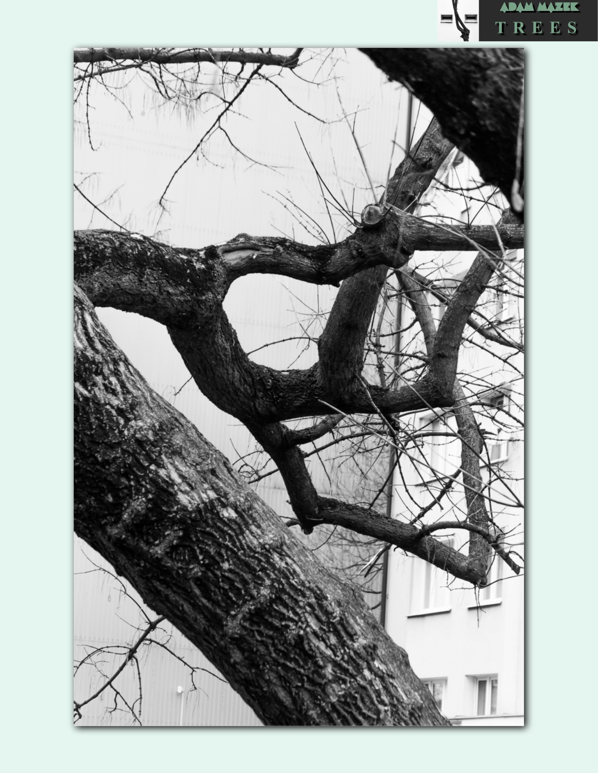 Adam Mazek Photography 2019. Post: "Trees, part I." Mini e-book. Cover of the first part. Featured image.