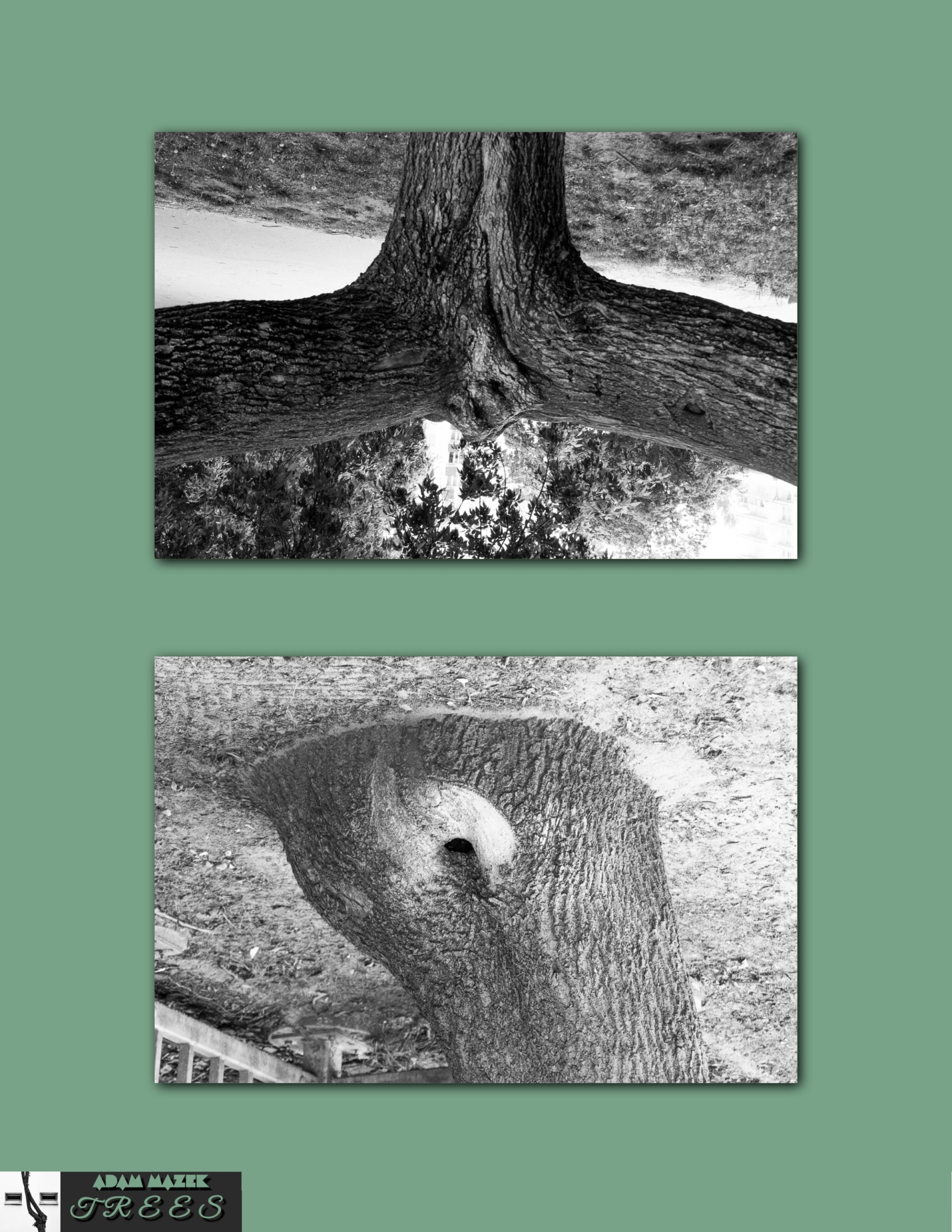 Adam Mazek Photography 2019. Post: "Trees, part II." Mini e-book. Cover of the second part. Featured image.