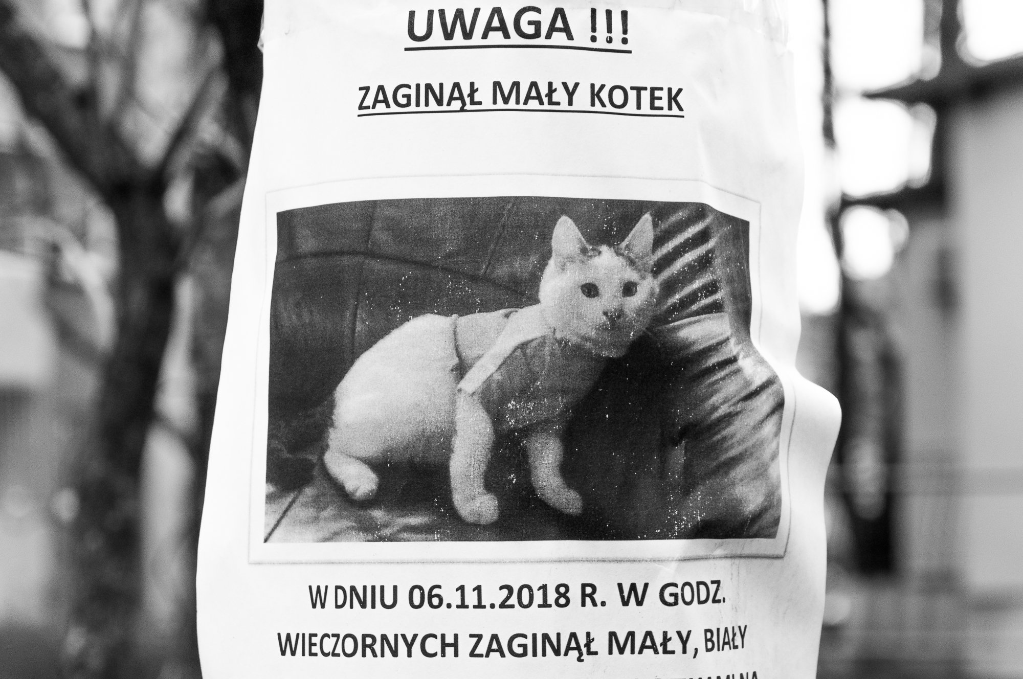 Adam Mazek Photography Warsaw (Warszawa) 2018. Post: "I write more than I read." Minimalism. Missing cat.