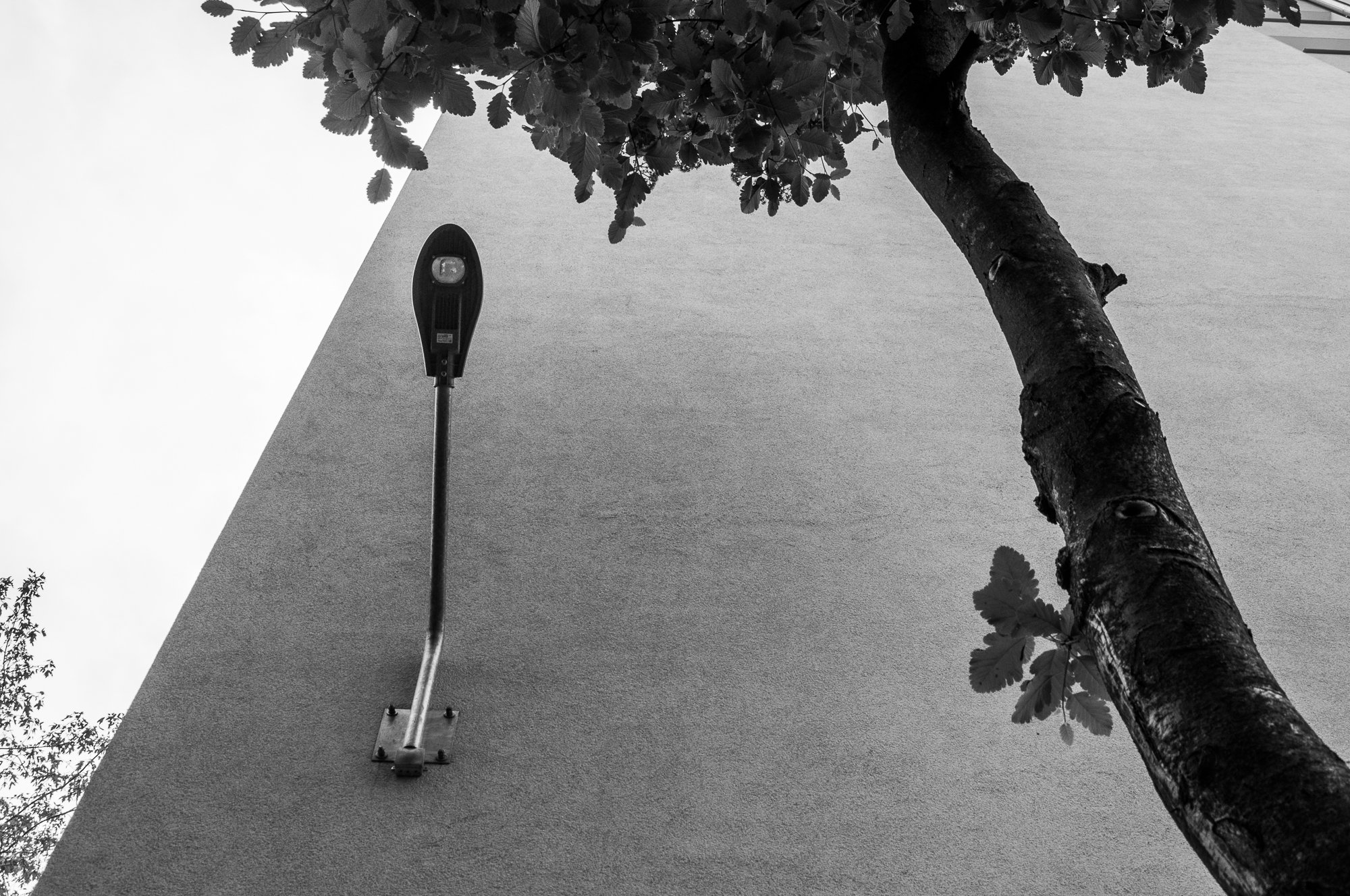 Adam Mazek Photography Warsaw (Warszawa) 2019. Post: "Thunderstruck." Minimalism. Street lamp and the tree.