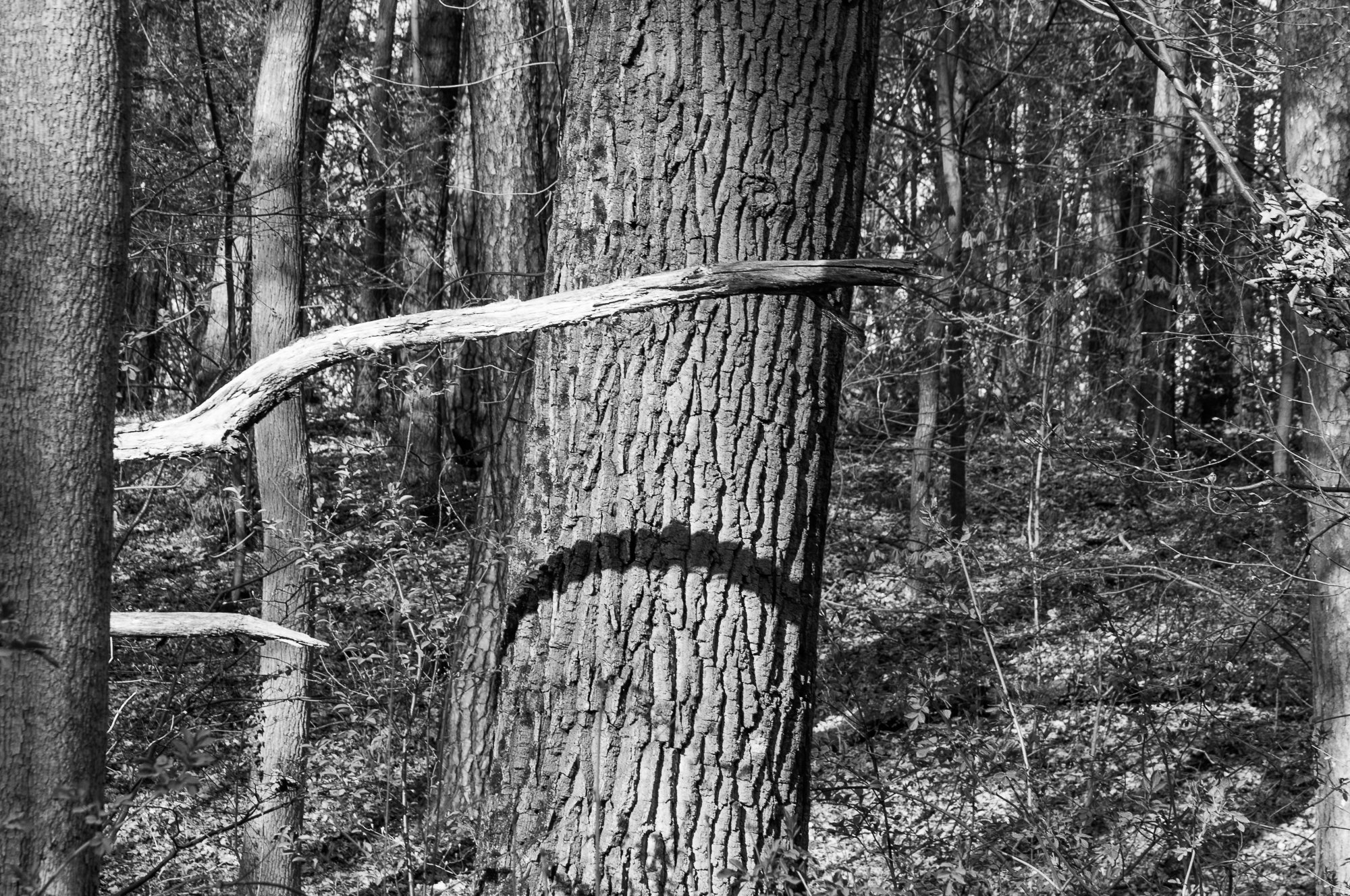 Adam Mazek Photography Warsaw (Warszawa) 2019. Post: "You will never find what you're looking for." Minimalism. Tree. Sadness.