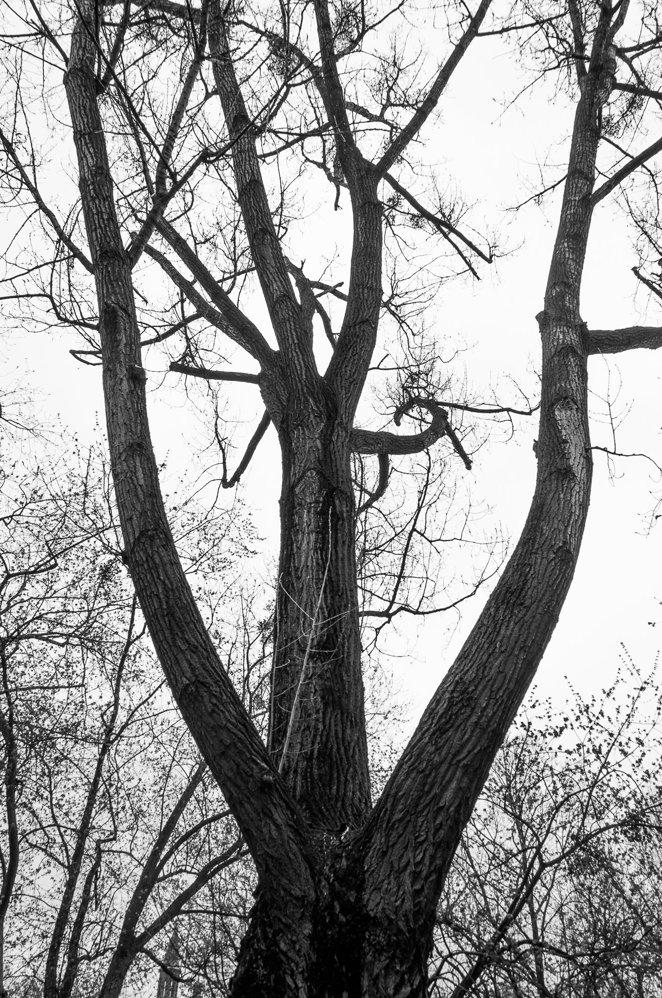 Adam Mazek Photography Warsaw (Warszawa) 2019. Post: "Nothing last forever." Minimalism. Tree.