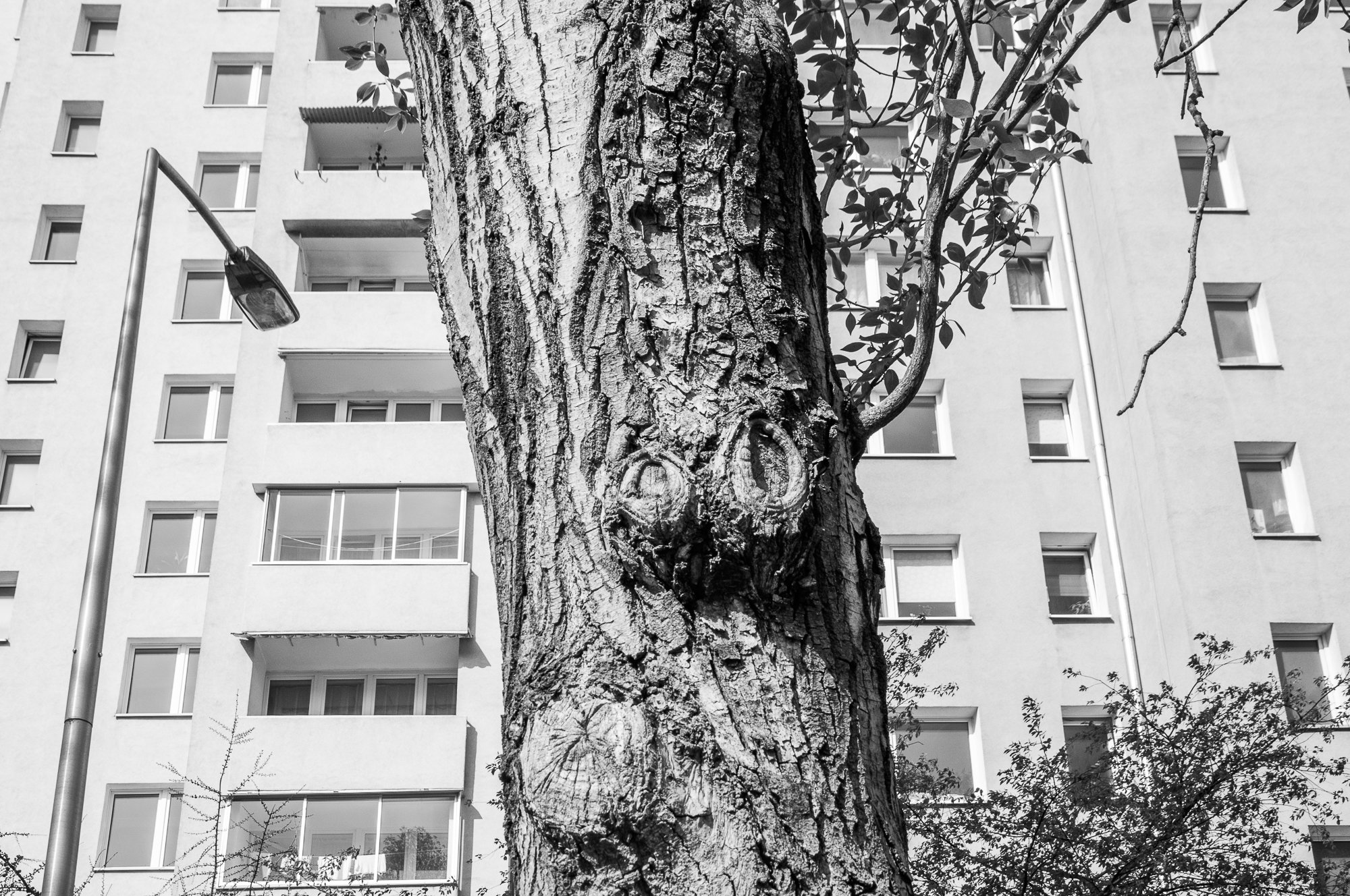 Adam Mazek Photography Warsaw (Warszawa) 2019. Post: "Opus magnum." Tree.