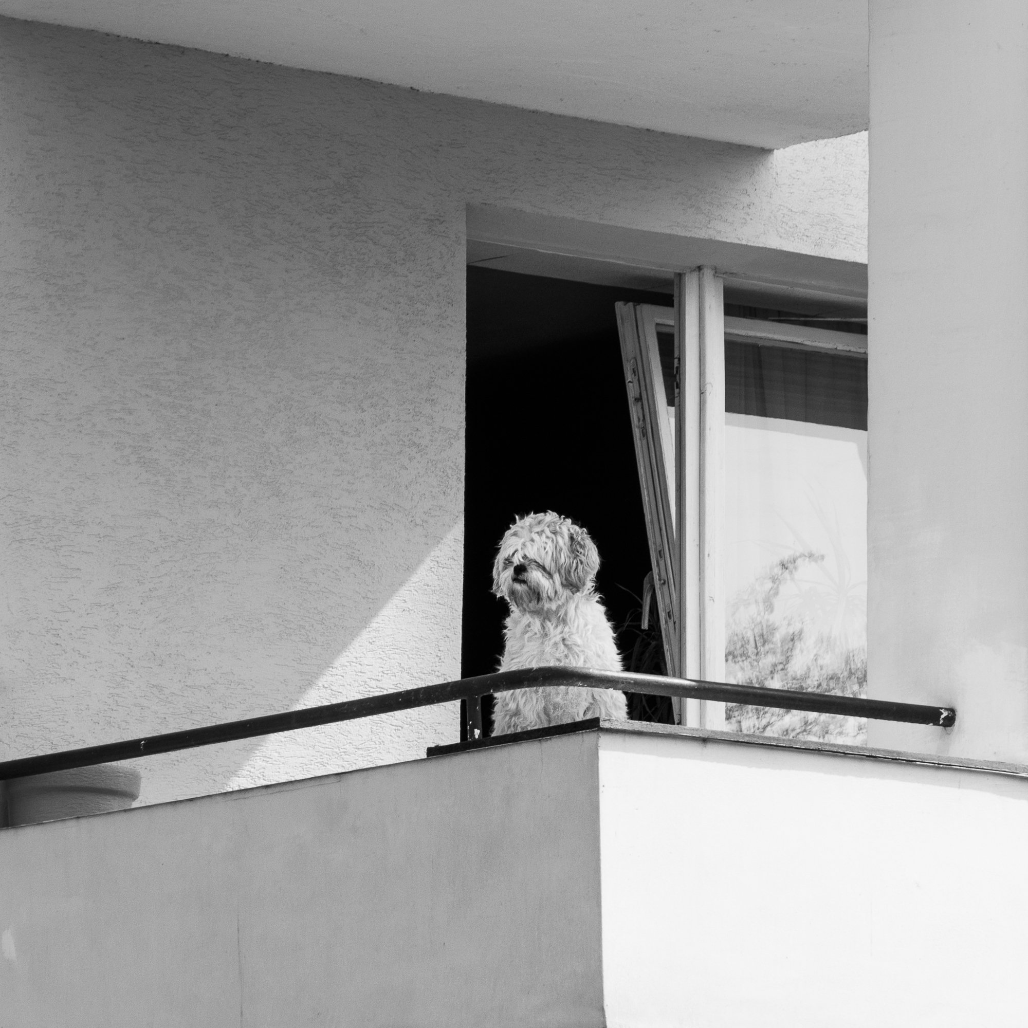 Adam Mazek Photography Warsaw (Warszawa) 2019. Post: "Banality." Minimalism. Square. The dog.