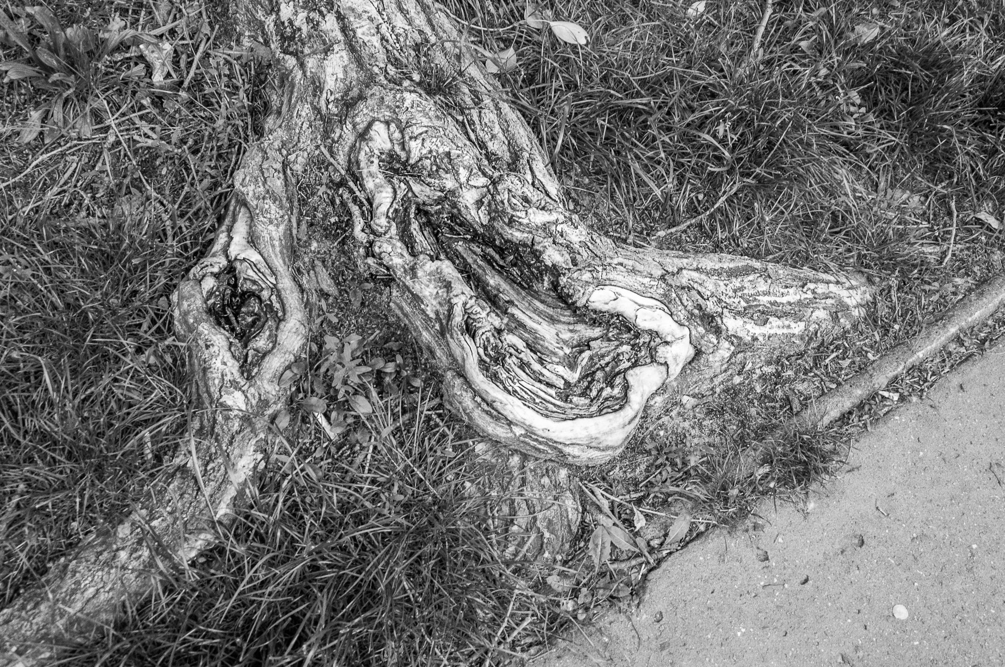 Adam Mazek Photography Warsaw (Warszawa) 2019. Post: "Gotye." Minimalism. Abstraction. Tree.