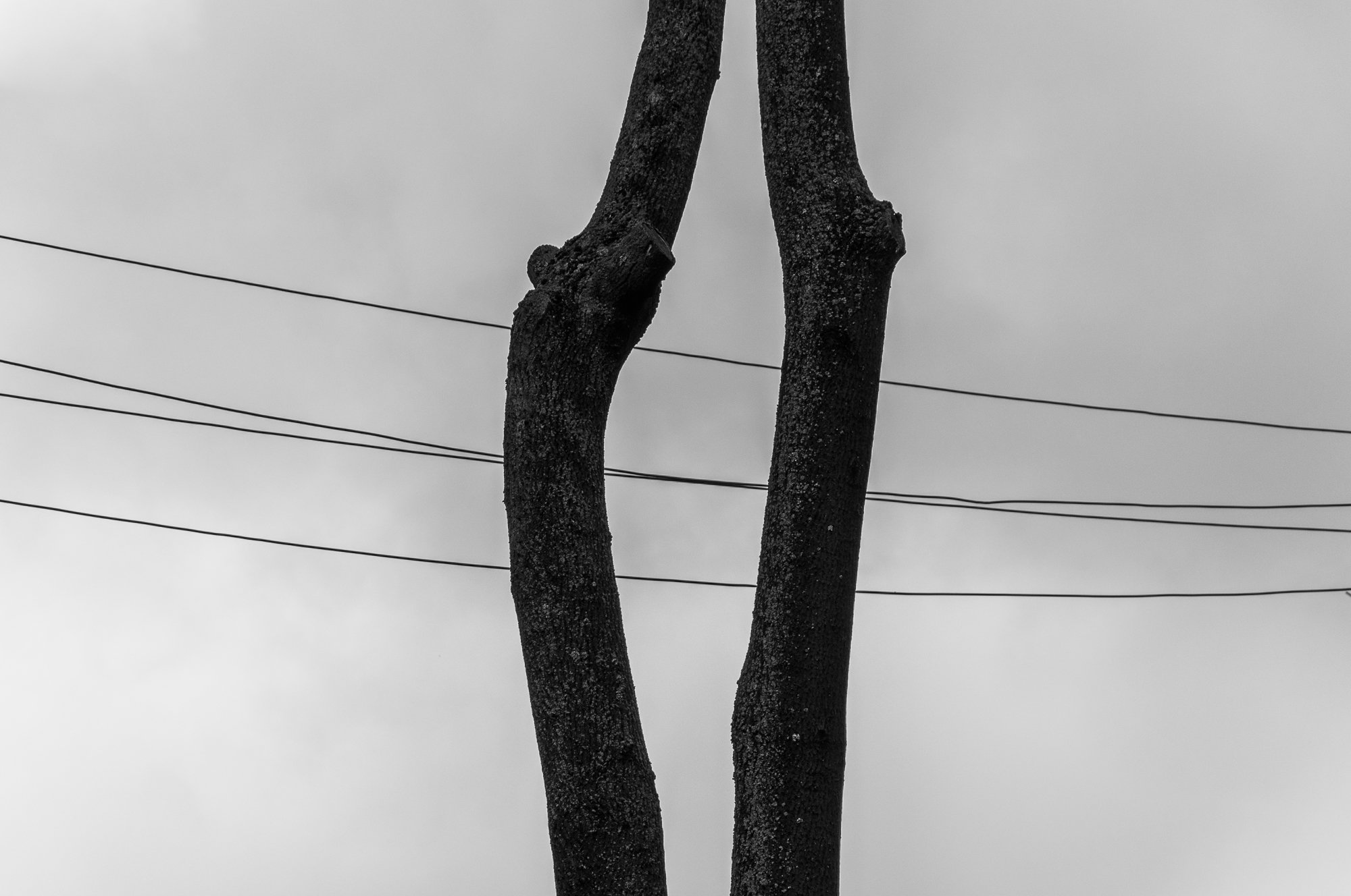 Adam Mazek Photography Warsaw (Warszawa) 2019. Post: "Competition never sleeps." Minimalism. Perspective. Trees.