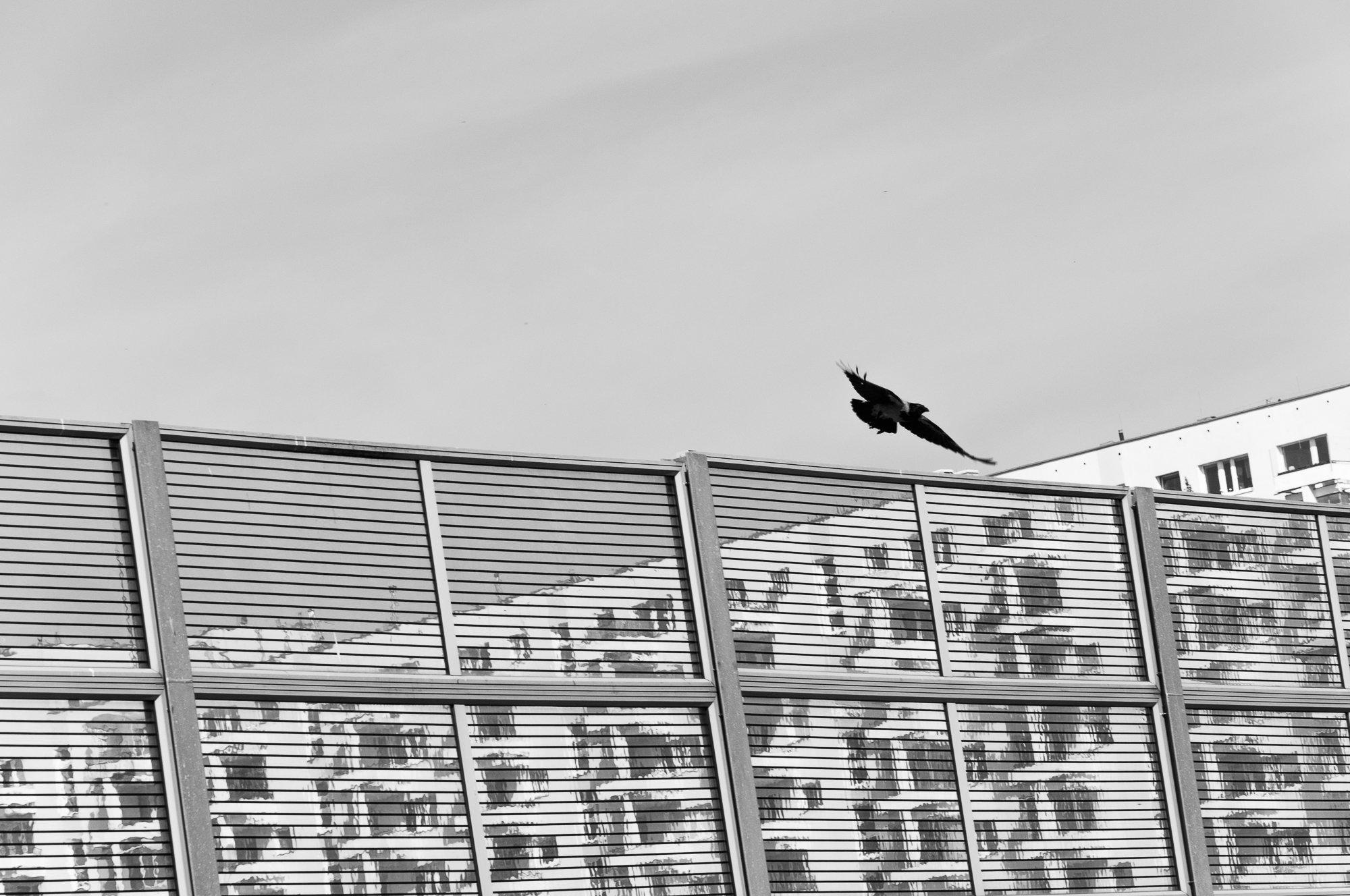 Adam Mazek Photography Warsaw (Warszawa) 2019. Post: "Competition never sleeps." Minimalism. Flying bird.