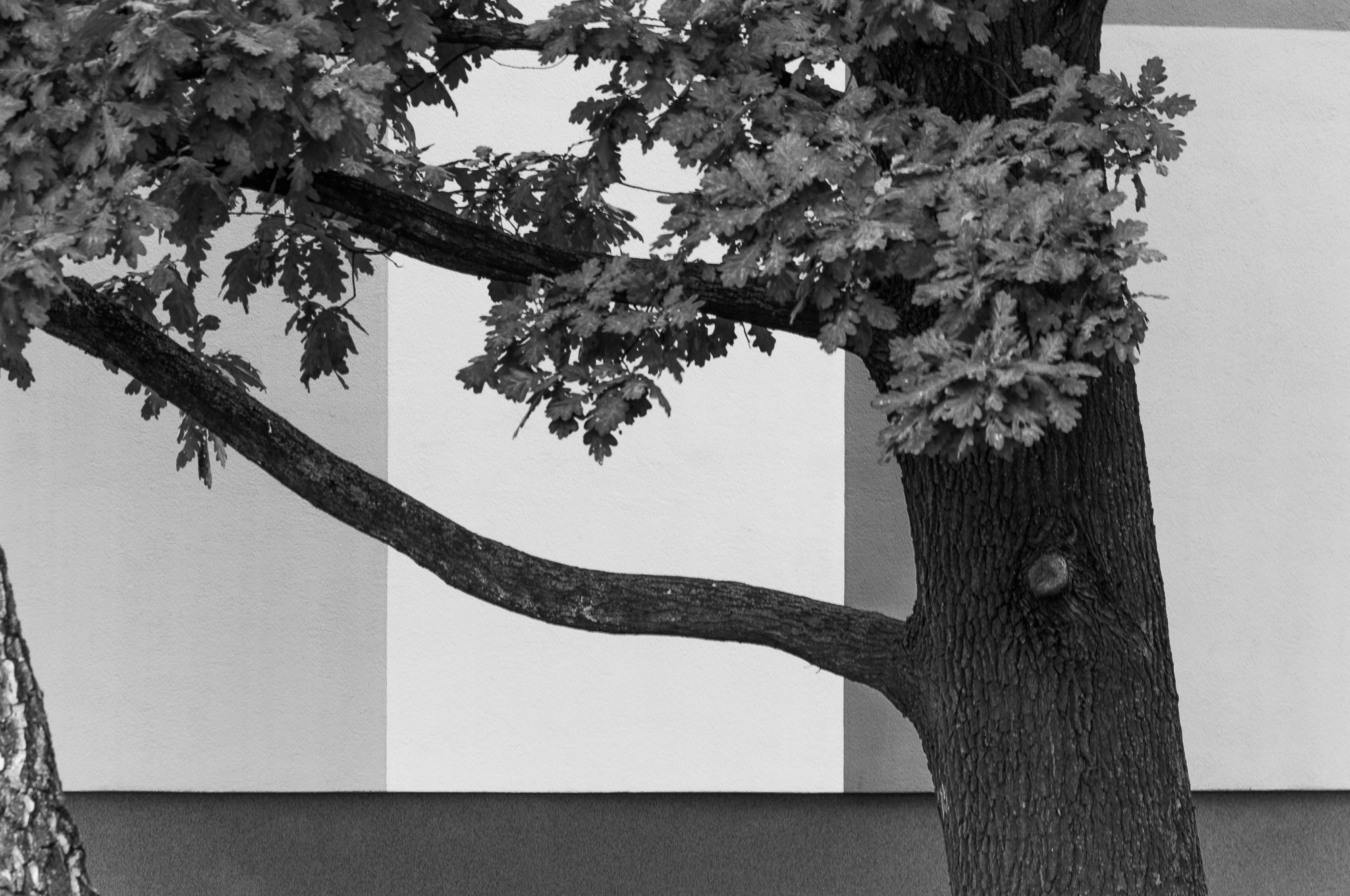 Adam Mazek Photography Warsaw (Warszawa) 2019. Post: "The process of PDFs edition." Tree. Minimalism.