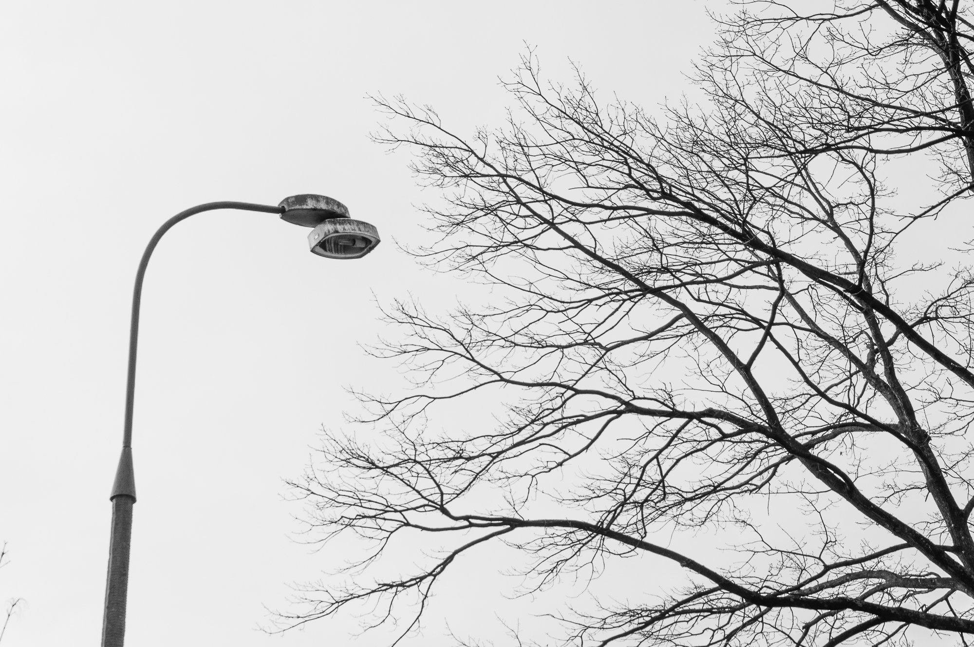 Adam Mazek Photography Warsaw (Warszawa) 2020. Post: "Freedom to express oneself." Minimalism. Street lamp and trees.
