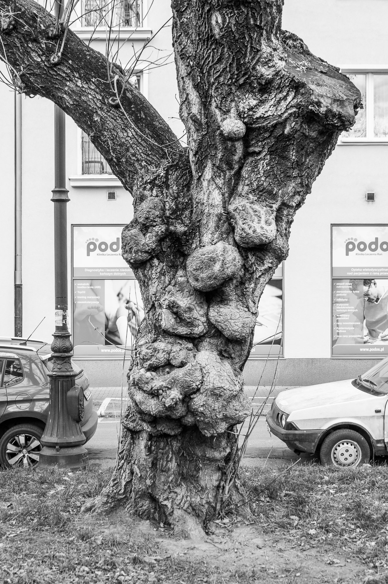 Adam Mazek Photography Warsaw (Warszawa) 2019. Post: "I'm walking here! I'm walking here!." Minimalism. Tree. Abstraction. Legs.