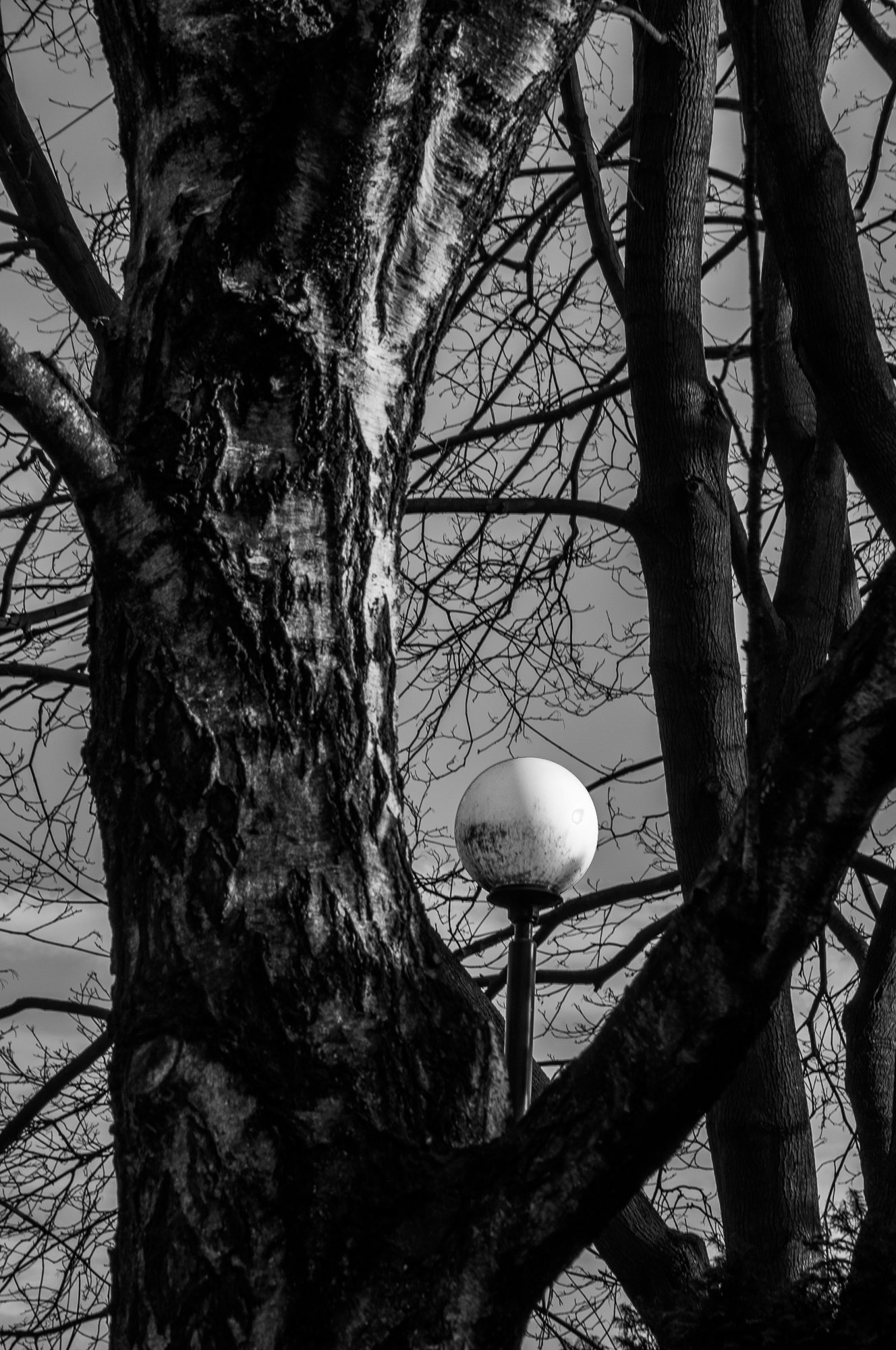 Adam Mazek Photography Warsaw (Warszawa) 2020. Post: "A Minor Apocalypse." Minimalism. Street lamp and tree.