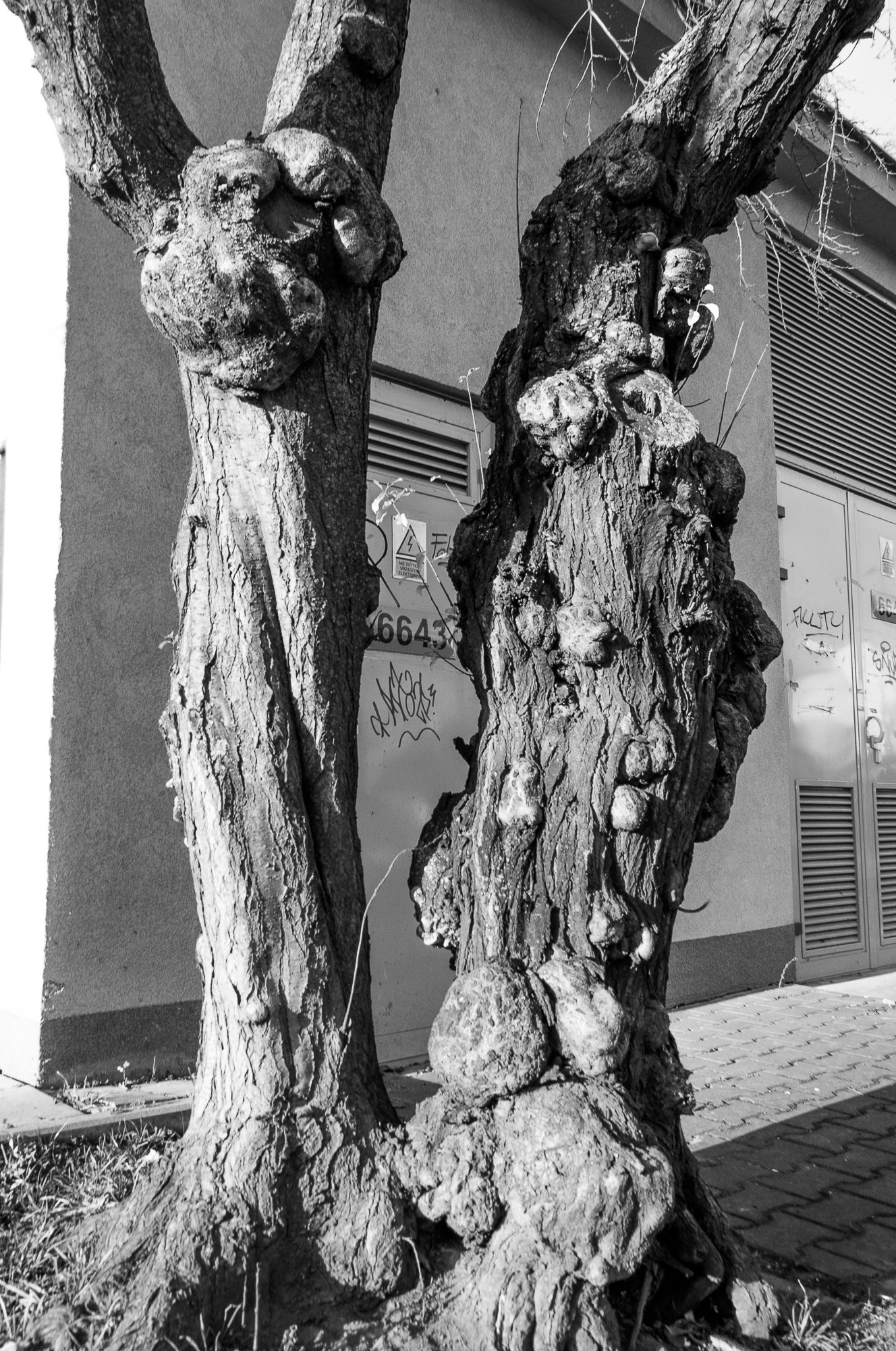 Adam Mazek Photography Warsaw (Warszawa) 2019. Post: "Stanley Kubrick." Minimalism. Abstraction. Creepy trees.