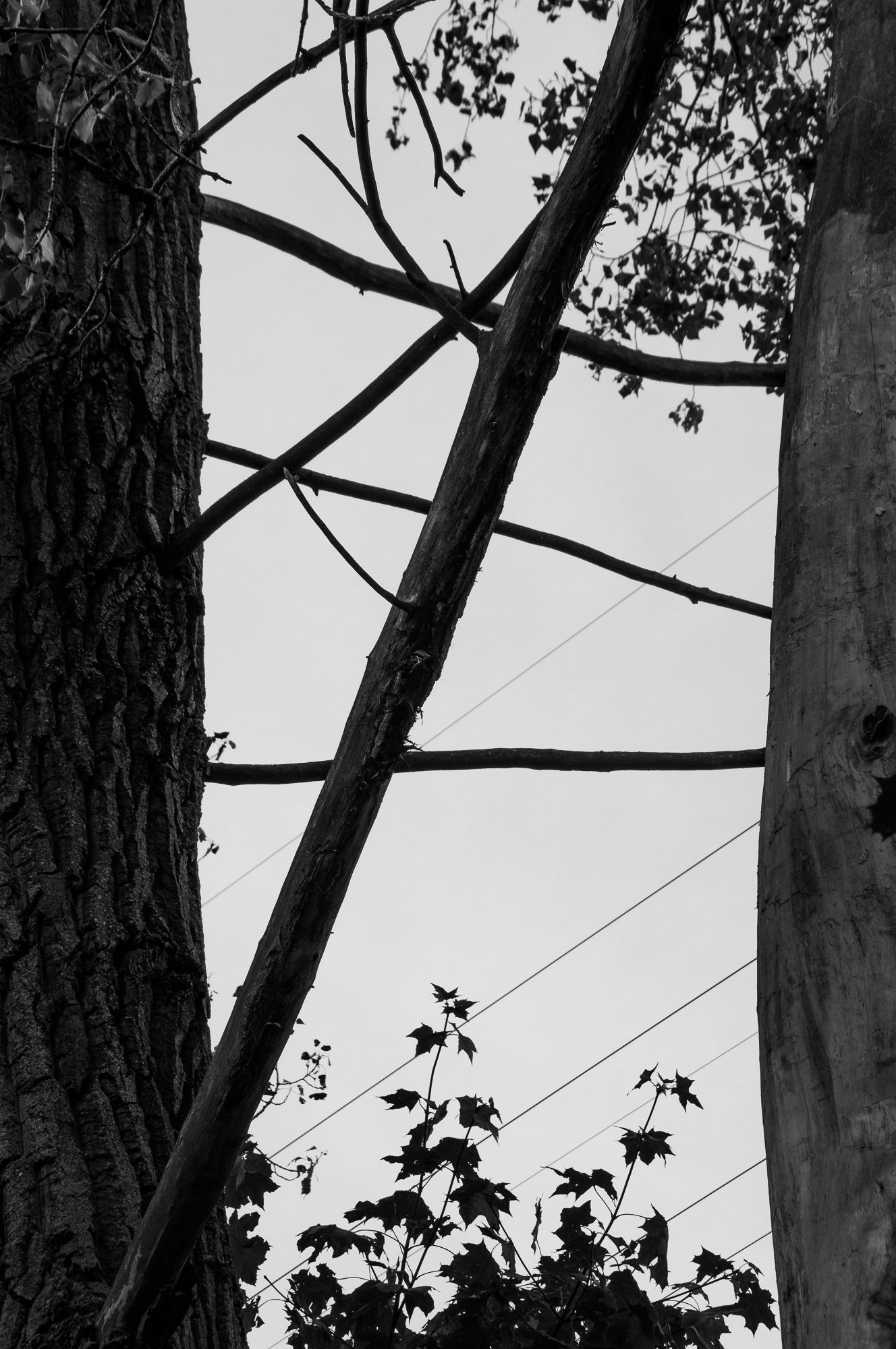Adam Mazek Photography Warsaw (Warszawa) 2019. Post: "Stanley Kubrick." Minimalism. Trees.