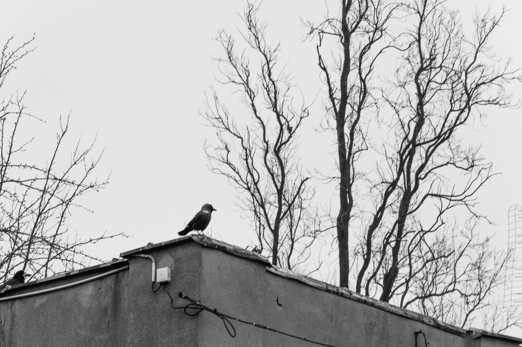 Adam Mazek Photography Warsaw (Warszawa) 2020. Post: "Forgetting." Minimalism. Trees. Bird.