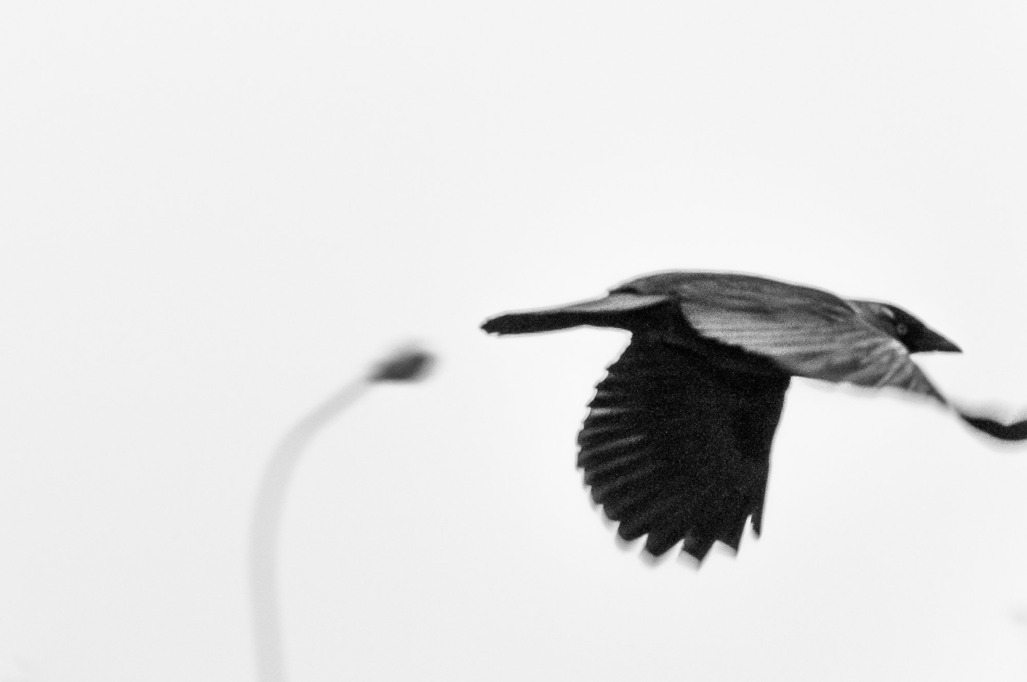 Adam Mazek Photography Warsaw (Warszawa) 2020. Post: "Everybody's Talkin'" Minimalism. Flying bird. Street lamp.