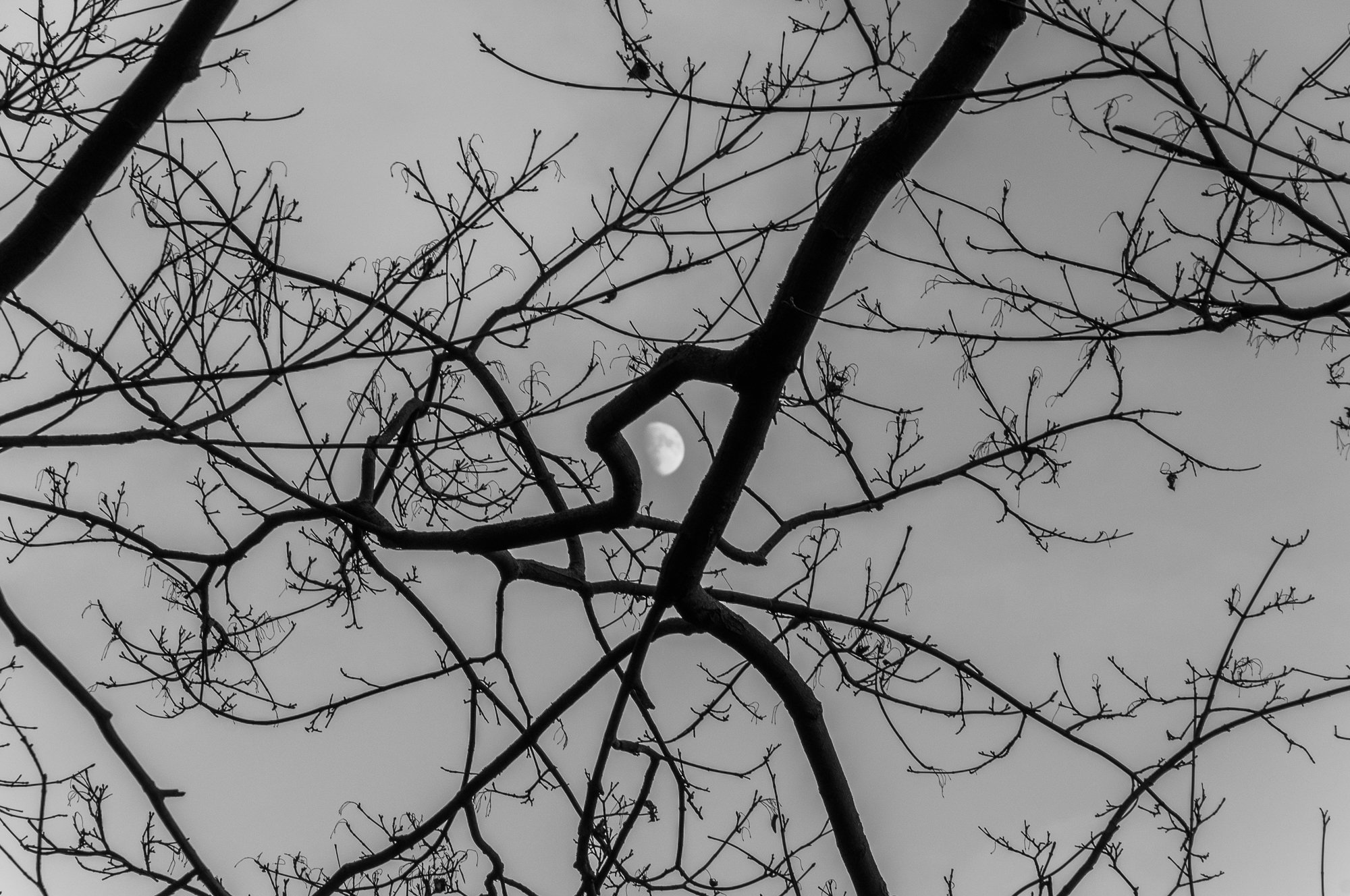 Adam Mazek Photography Warsaw (Warszawa) 2020. Post: "Rules" Minimalism. Moon and the tree.