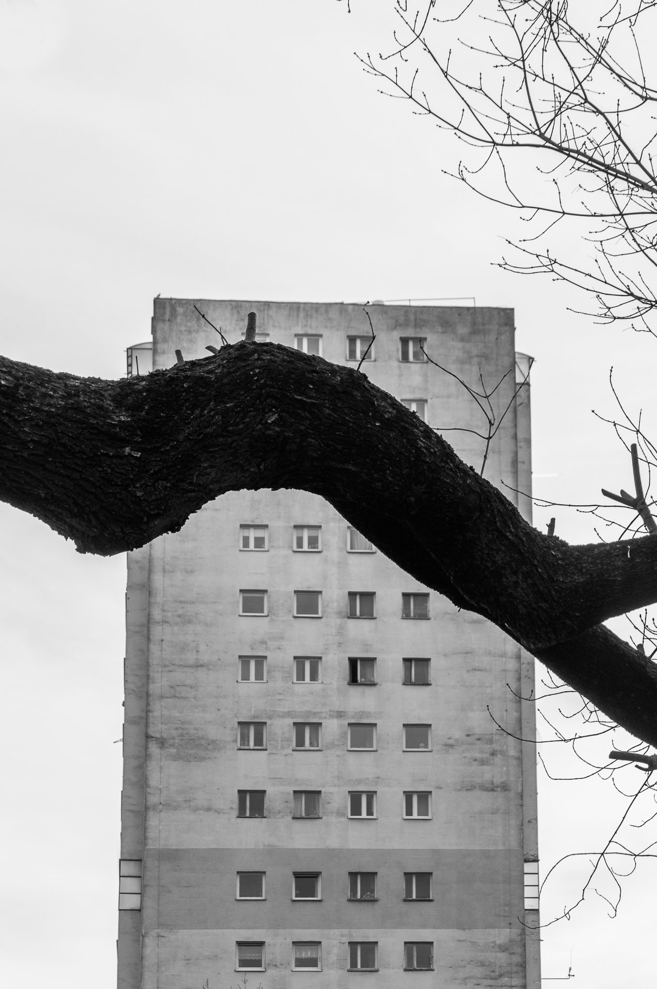 Adam Mazek Photography Warsaw (Warszawa) 2020. Post: "Overloaded by information." Minimalism, part 31. Tree. Blocks of flats.