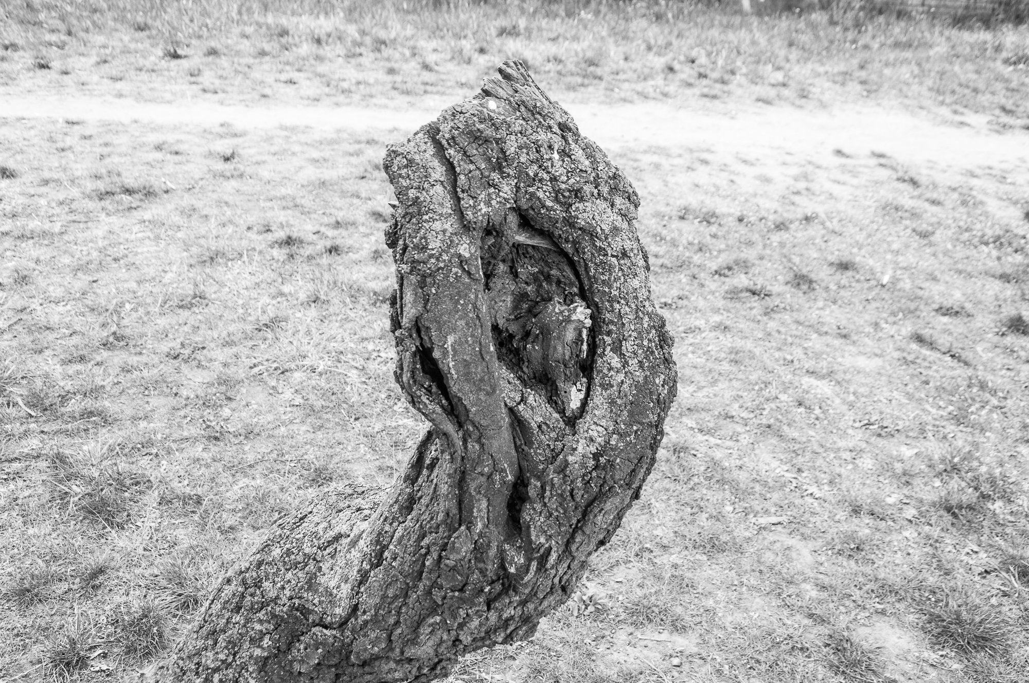 Adam Mazek Photography Warsaw (Warszawa) 2020. Post: "All I Want." Minimalism. Tree.