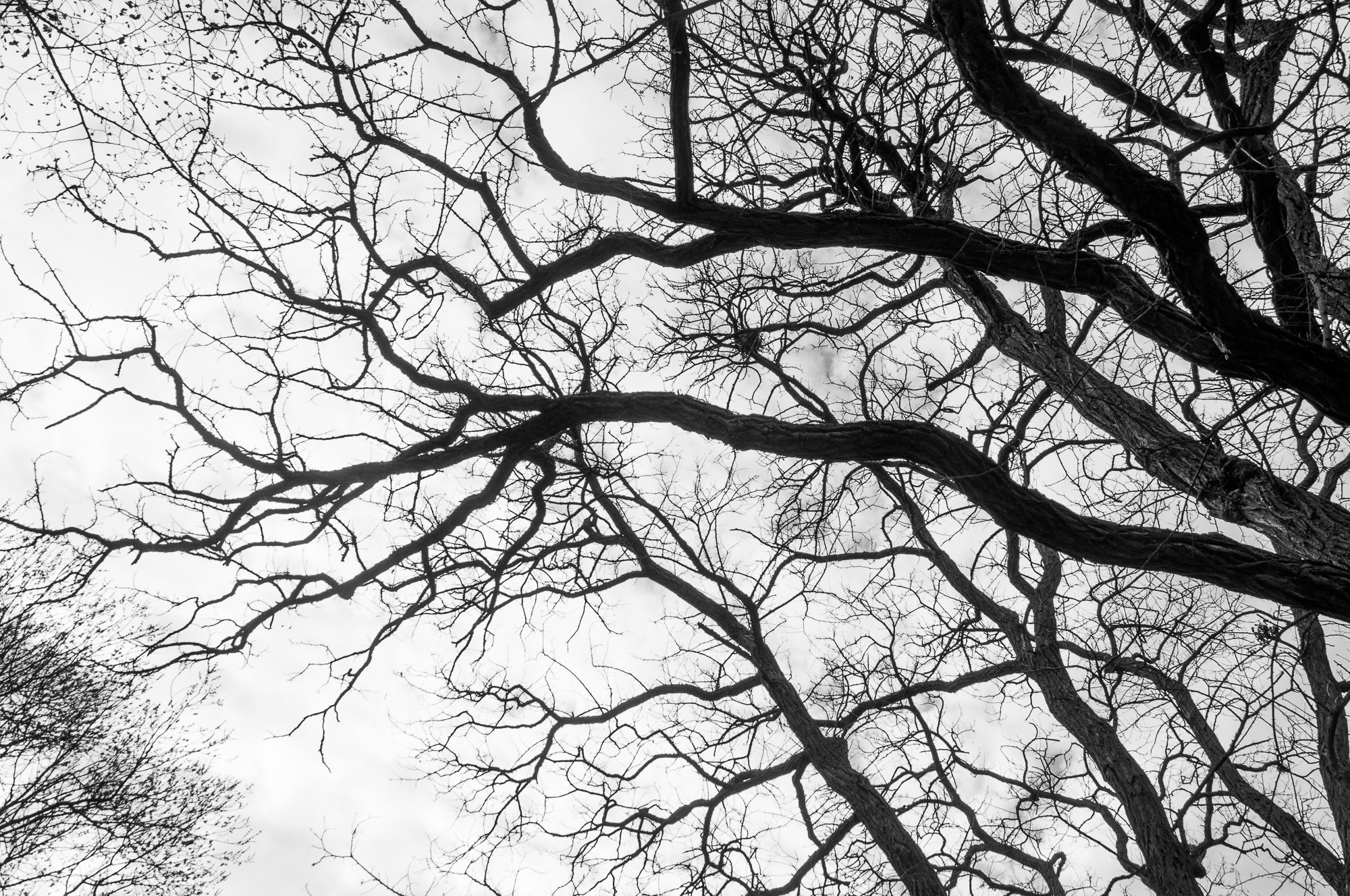 Adam Mazek Photography Warsaw (Warszawa) 2020. Post: "Free-thinker." Minimalism. Trees. Inspired by Hiroshige.
