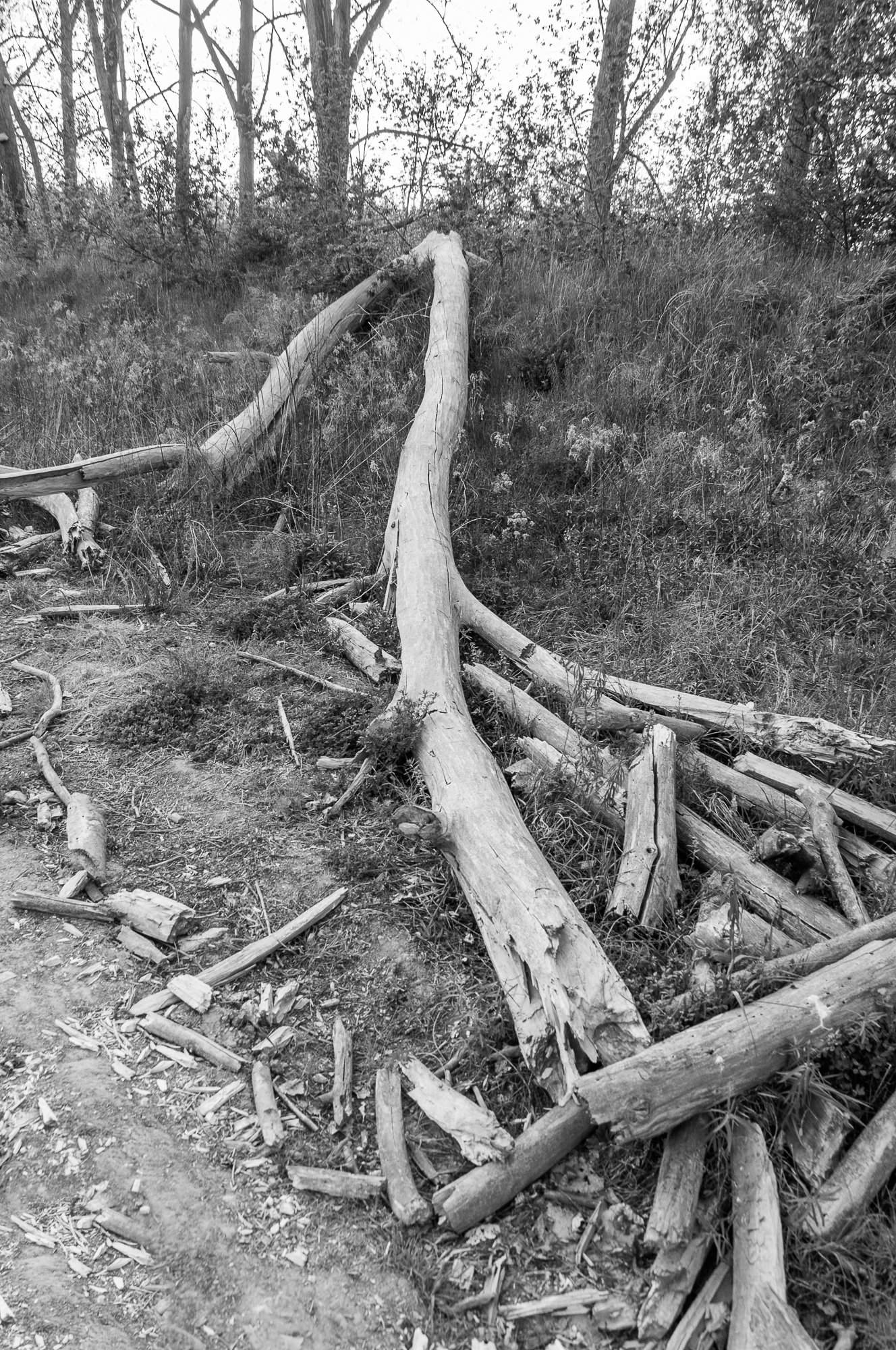 Adam Mazek Photography Warsaw (Warszawa) 2020. Post: "War." Minimalism. Broken tree.