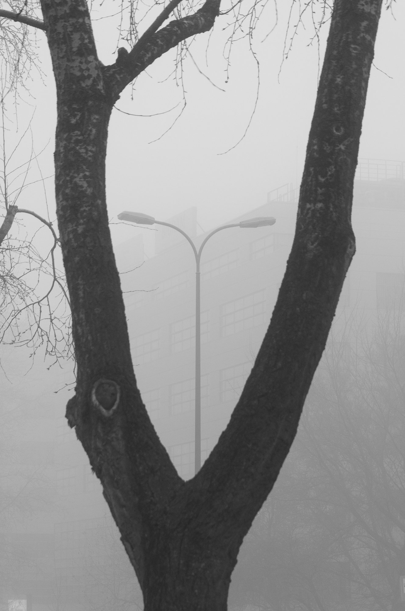 Adam Mazek Photography Warsaw (Warszawa) 2020. Post: "5 a.m.." Minimalism. Street lamp. Tree.