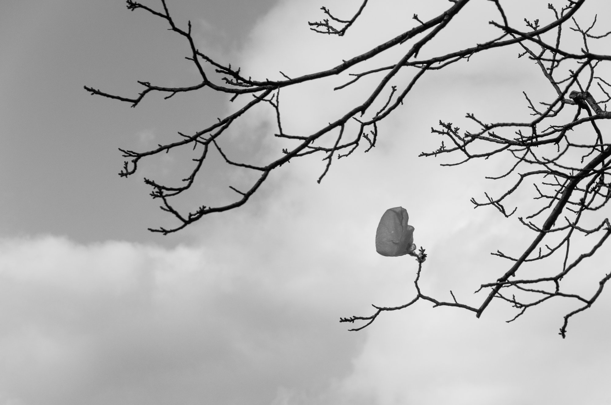 Adam Mazek Photography Warsaw (Warszawa) 2020. Post: "Enthusiasm." Minimalism. Garbage on the tree.