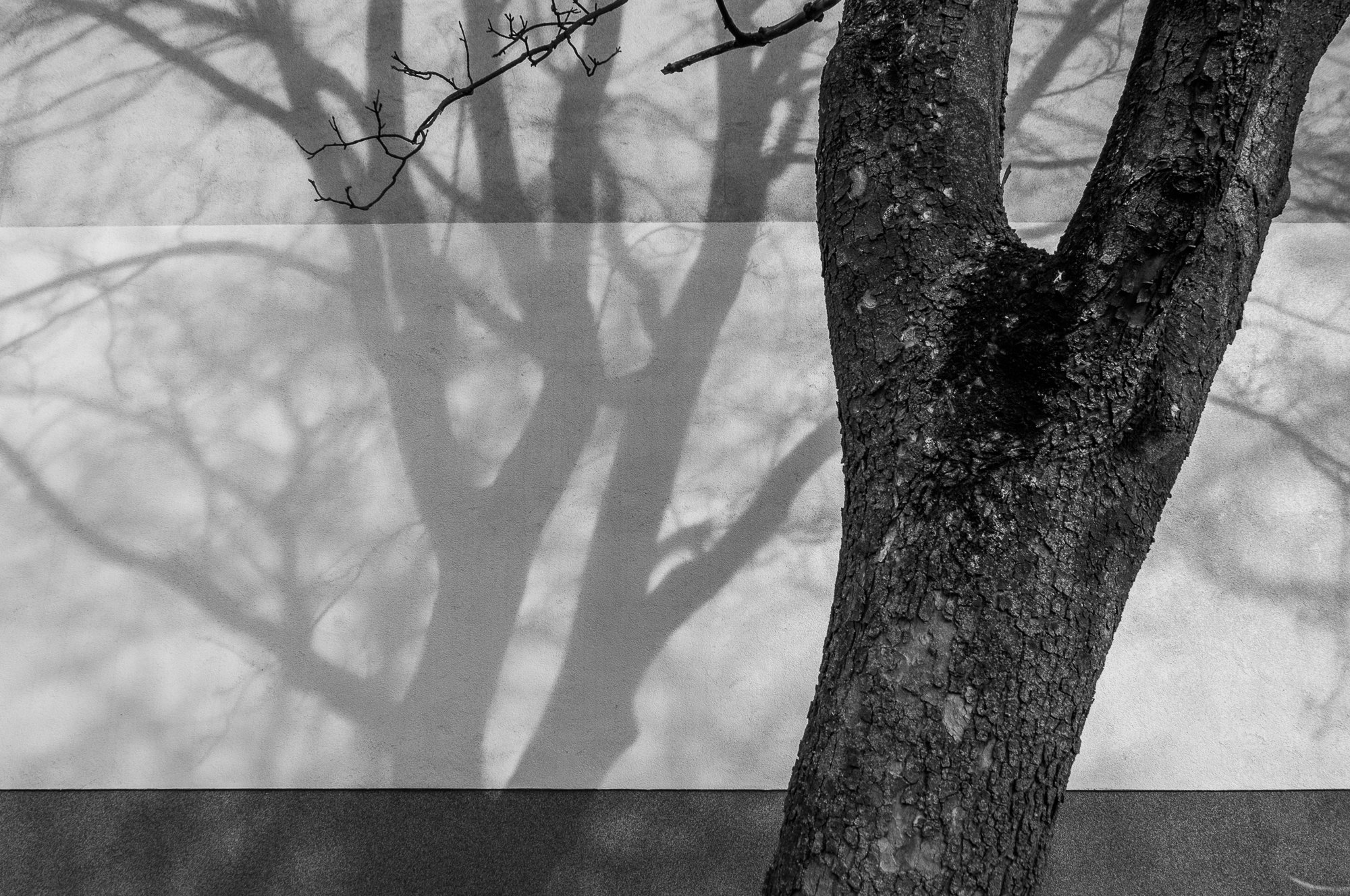 Adam Mazek Photography Warsaw (Warszawa) 2020. Post: "The desire to write." Minimalism. Tree and the shadow.