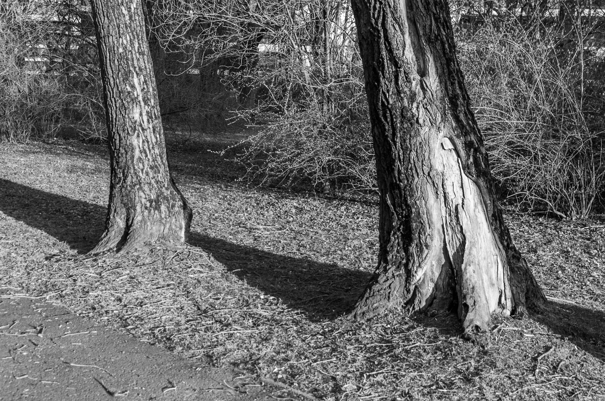 Adam Mazek Photography Warsaw (Warszawa) 2020. Post: "Photographic equipment." Minimalism. Tree. Balance.