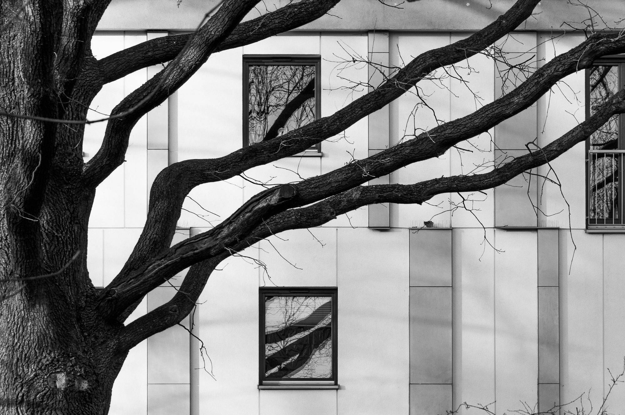 Adam Mazek Photography Warsaw (Warszawa) 2020. Post: "Back to the Moon.." Minimalism. Tree.