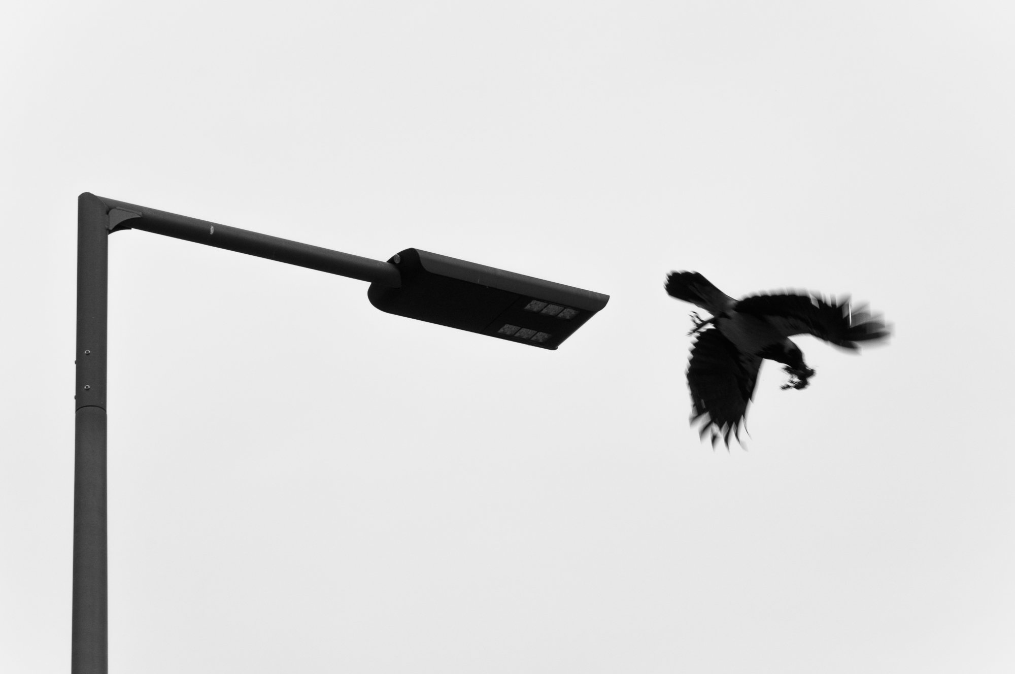 Adam Mazek Photography Warsaw (Warszawa) 2020. Post: "The best music for walking." Minimalism. Flying bird and a street lamp.