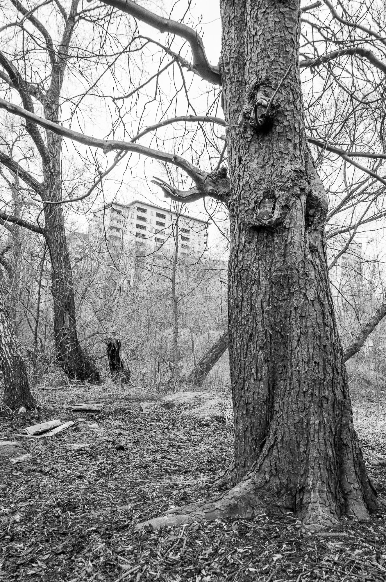 Adam Mazek Photography Warsaw (Warszawa) 2020. Post: "Stabilization." Minimalism. Tree. Living in Poland.