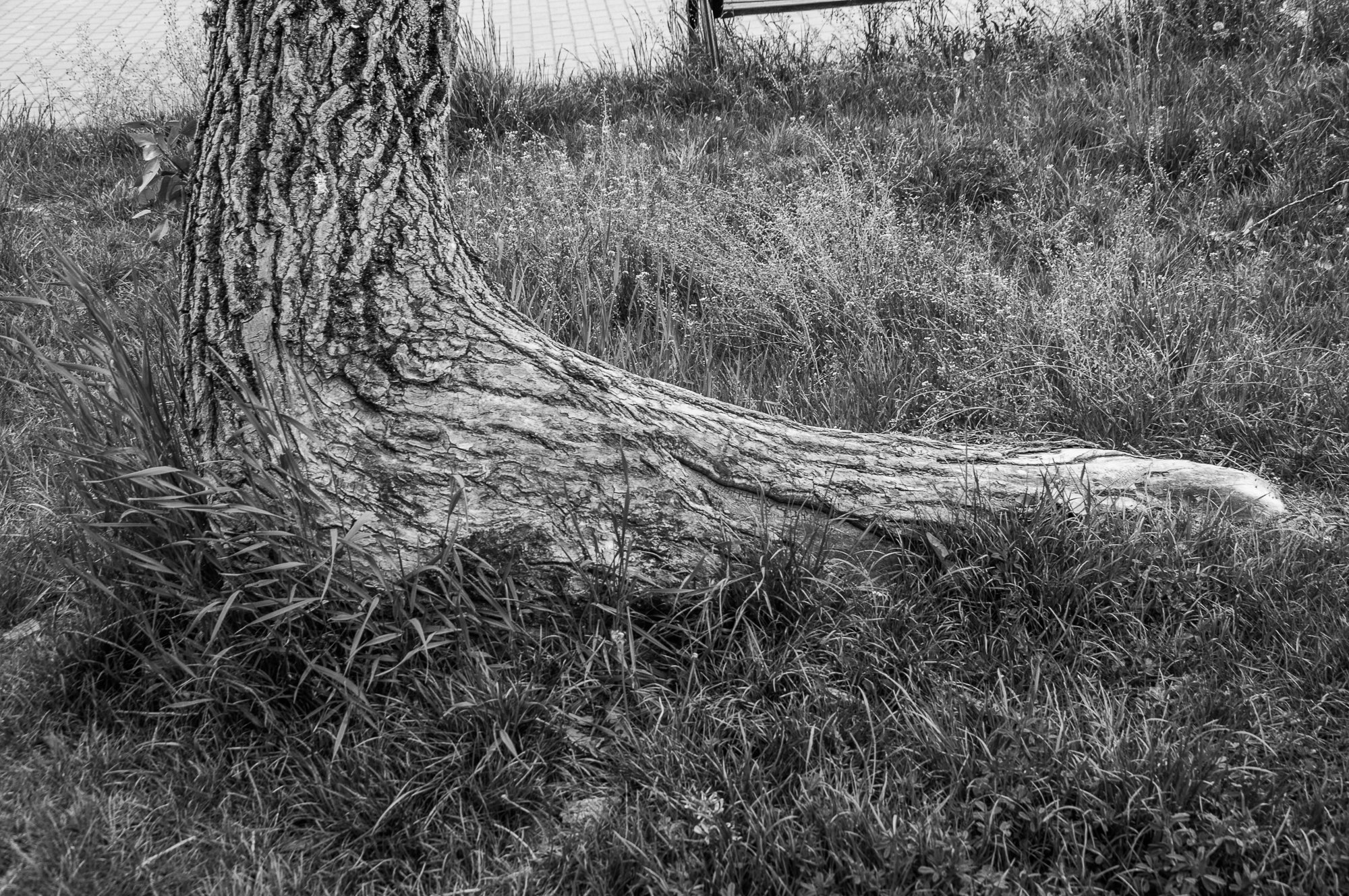 Adam Mazek Photography Warsaw (Warszawa) 2020. Post: "Pythagoreanism." Tree. Abstraction. Foot with a nail.