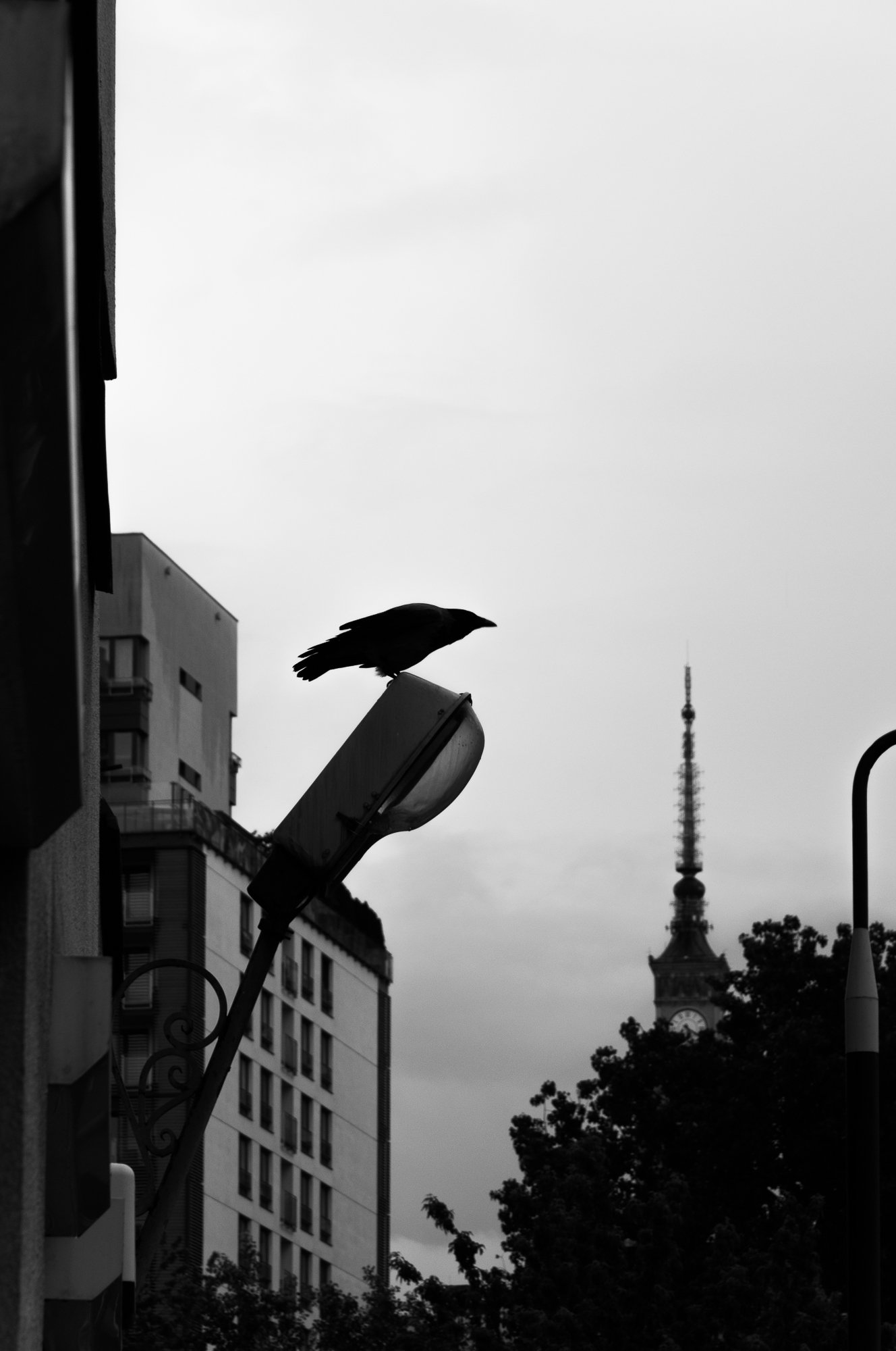 Adam Mazek Photography Warsaw (Warszawa) 2020. Post: "Compatibility." Minimalism. Bird on the street lamp.