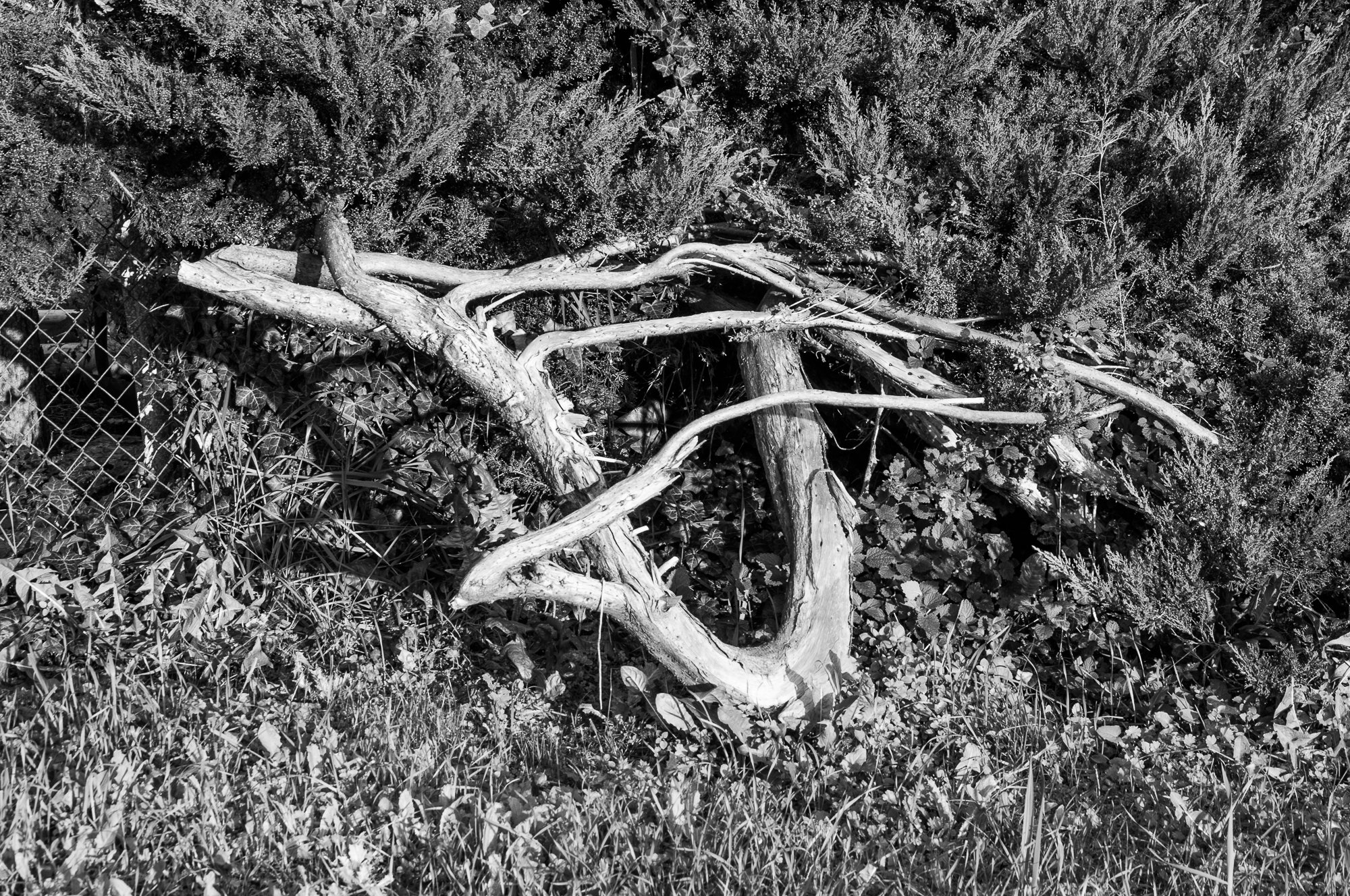 Adam Mazek Photography Warsaw 2020. Post: "The best weather for taking photos." Minimalism. Trees.