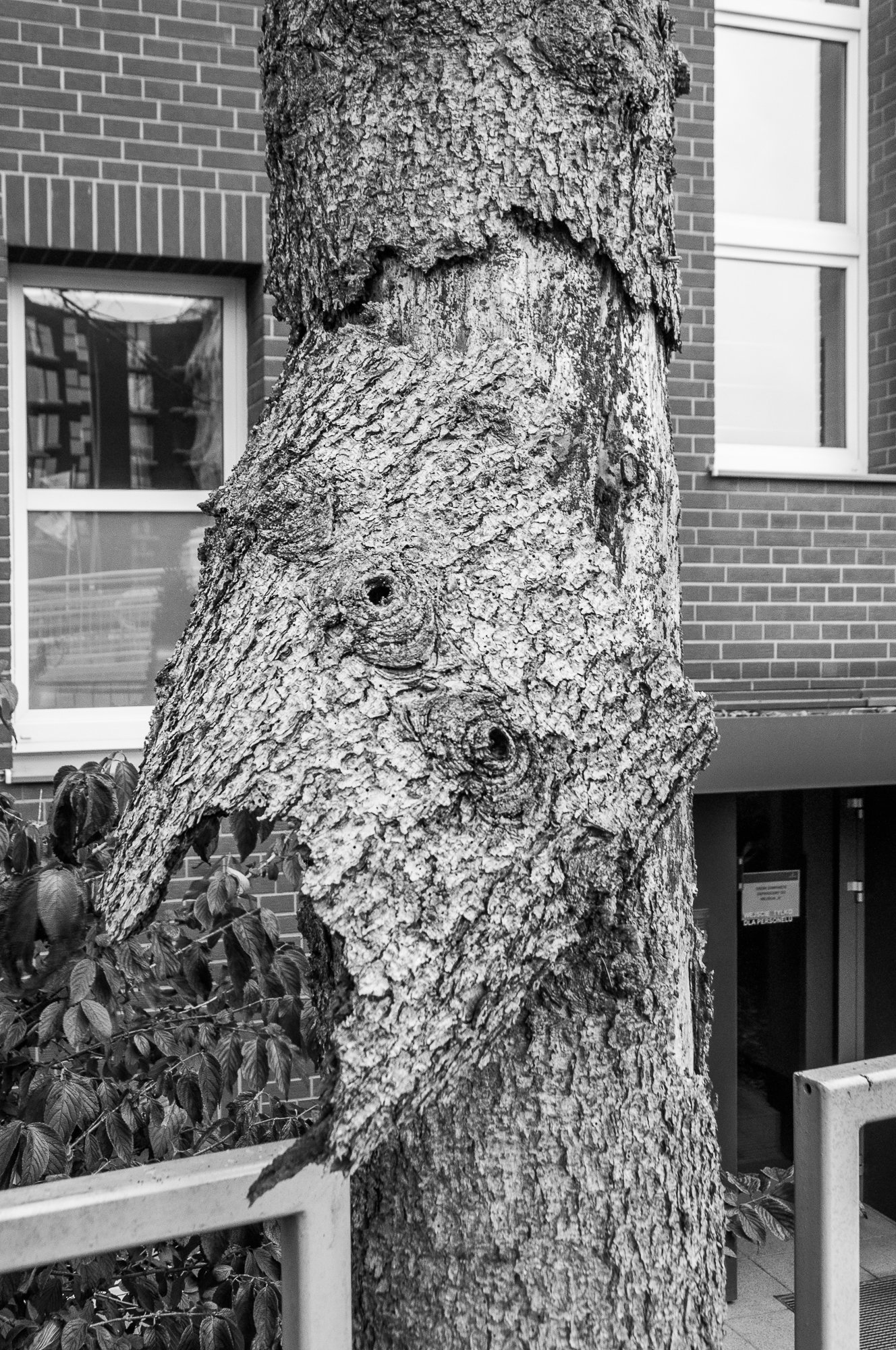 Adam Mazek Photography Warsaw 2020. Post: "Immortalizing." Minimalism. Tree. You shall not pass. Creepy. Face.