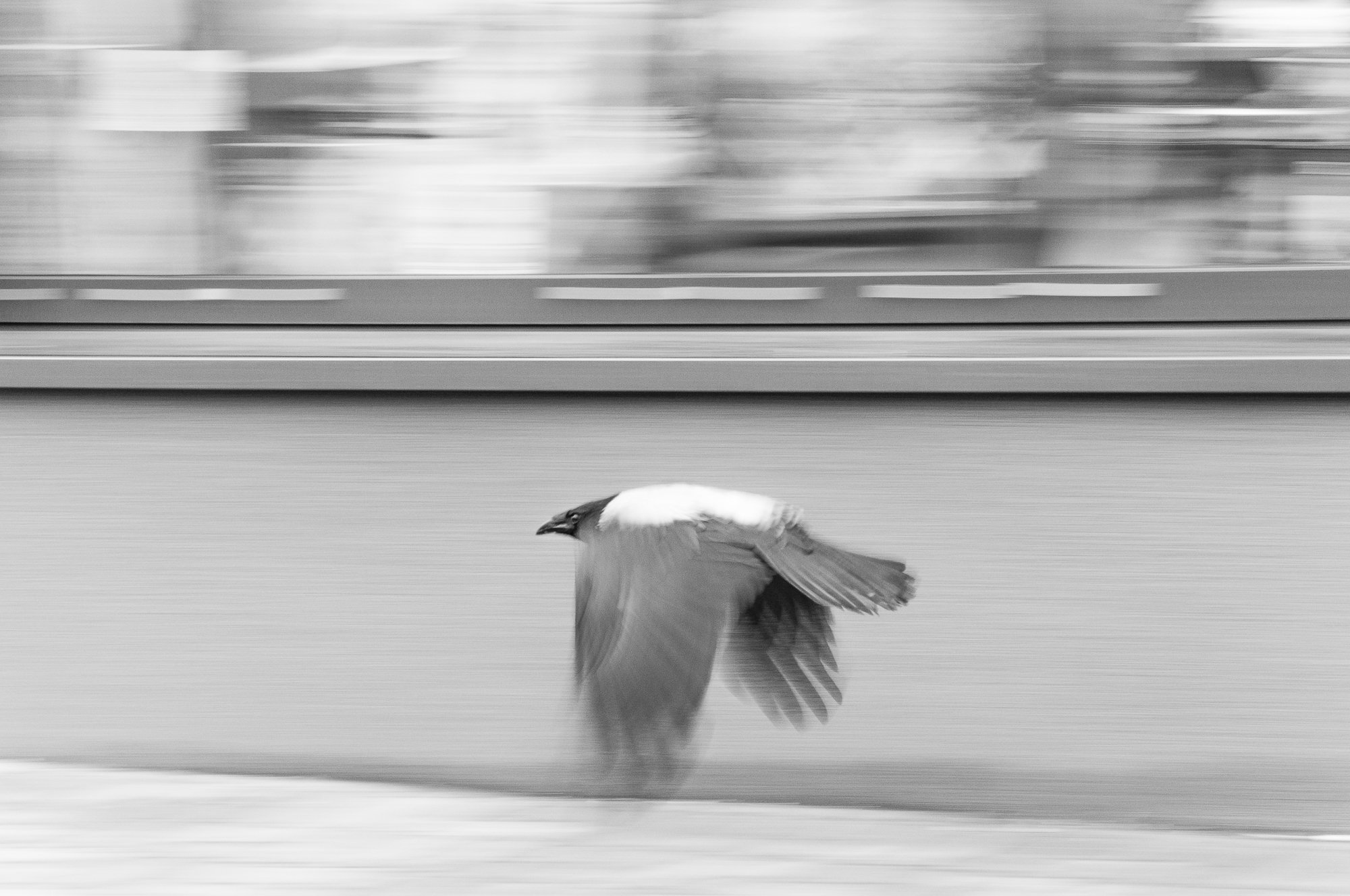 Adam Mazek Photography Warsaw 2021. Post: "The 36th birthday." Flying bird. Animal.