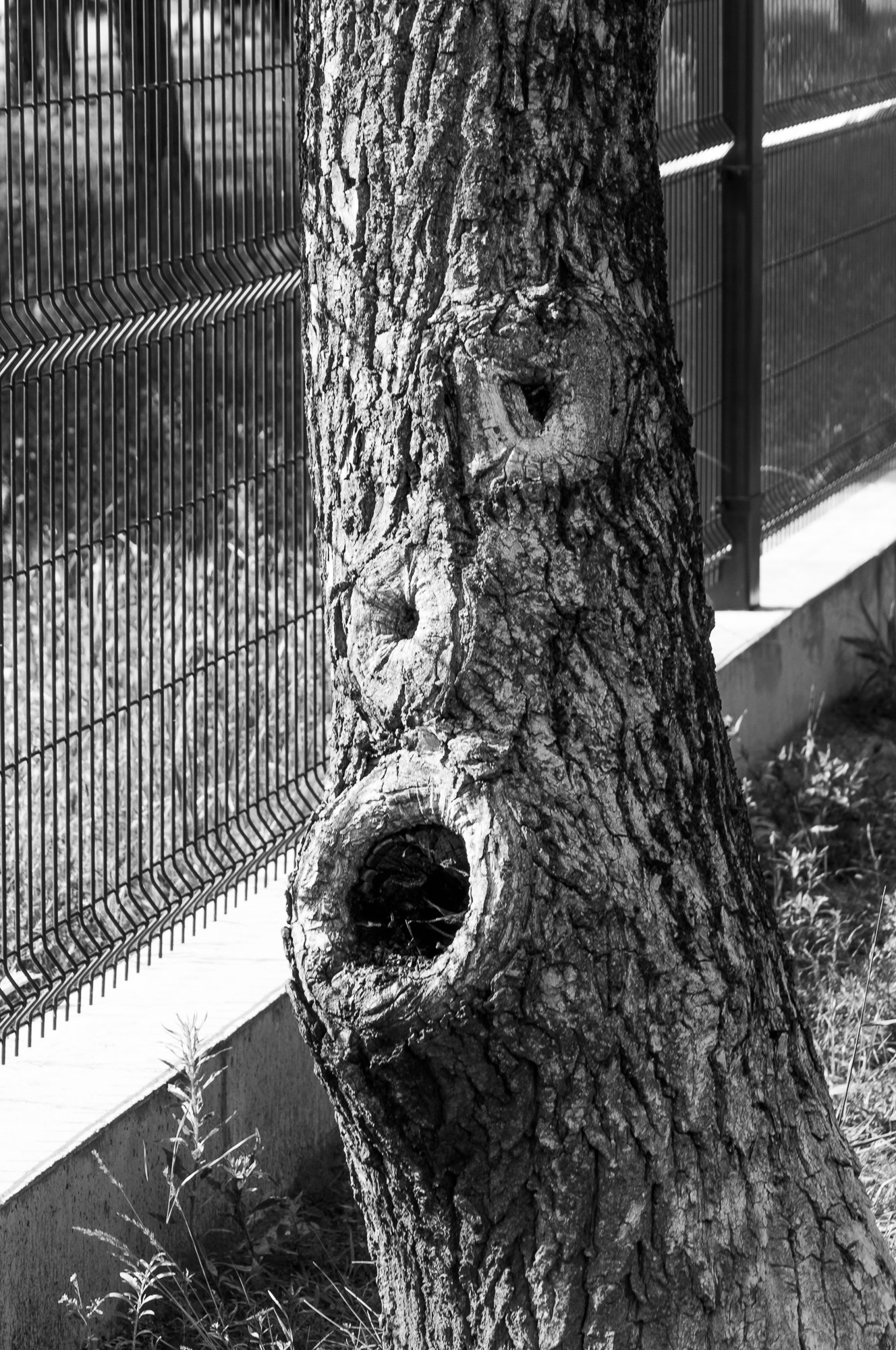 Adam Mazek Photography Warsaw 2020. Post: "Immortalizing." Minimalism. Tree. You shall not pass. Creepy. Face.