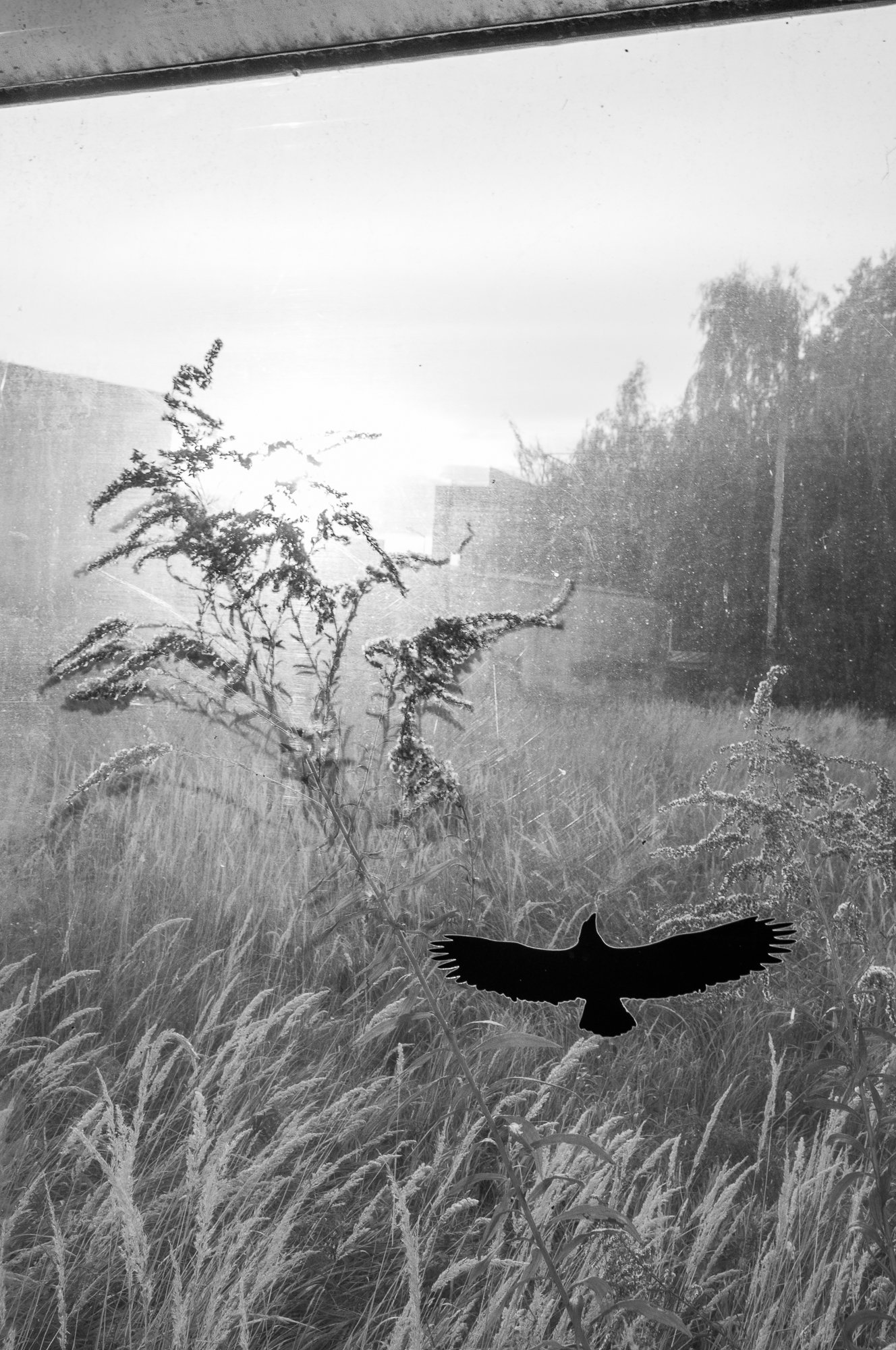 Adam Mazek Photography Warsaw 2020. Post: "Fatigue." Minimalism, part 38. Bird.