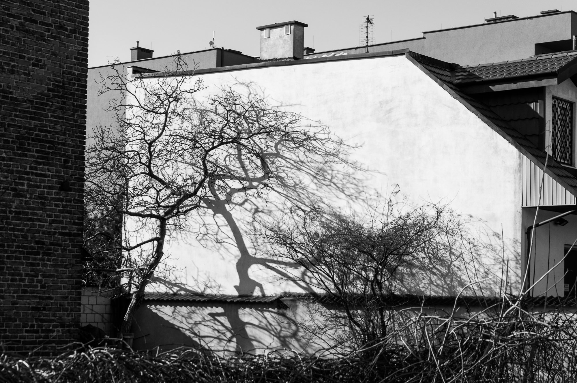 Adam Mazek Photography Warsaw 2021. Post: "Walking style." Minimalism. Tree. Shadow.