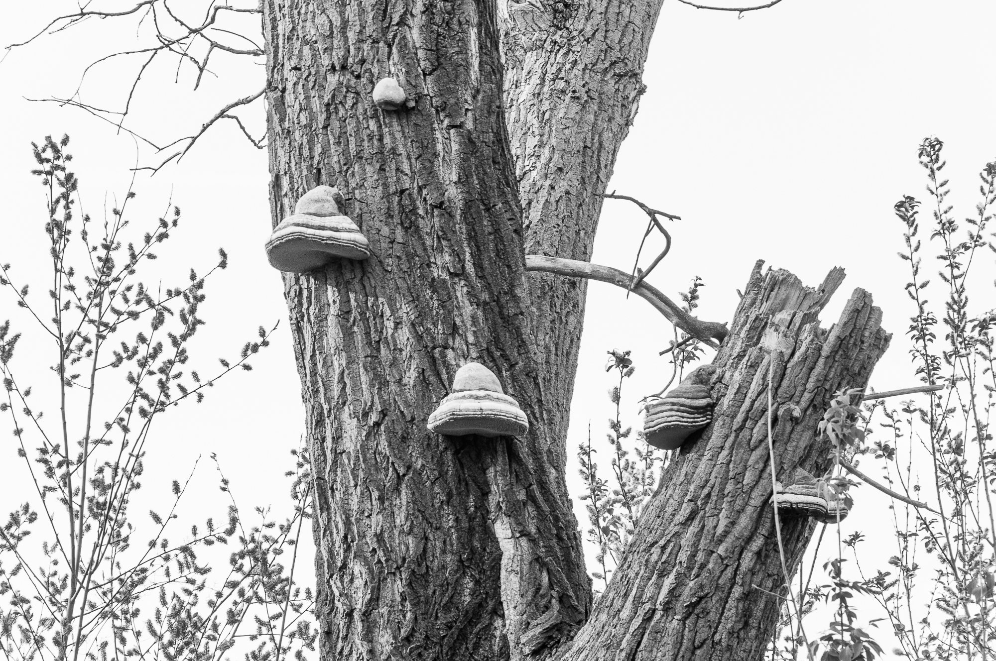 Adam Mazek Photography Warsaw 2020. Post: "Mushroom picking." Minimalism. Tree and bracket fungus.