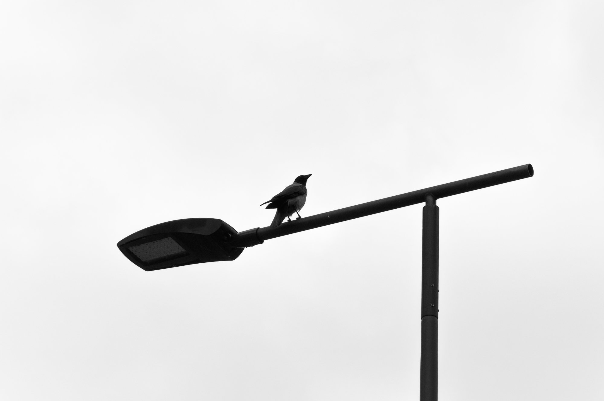Adam Mazek Photography Warsaw 2020. Post: "Walking style." Minimalism. Bird on the street lamp.