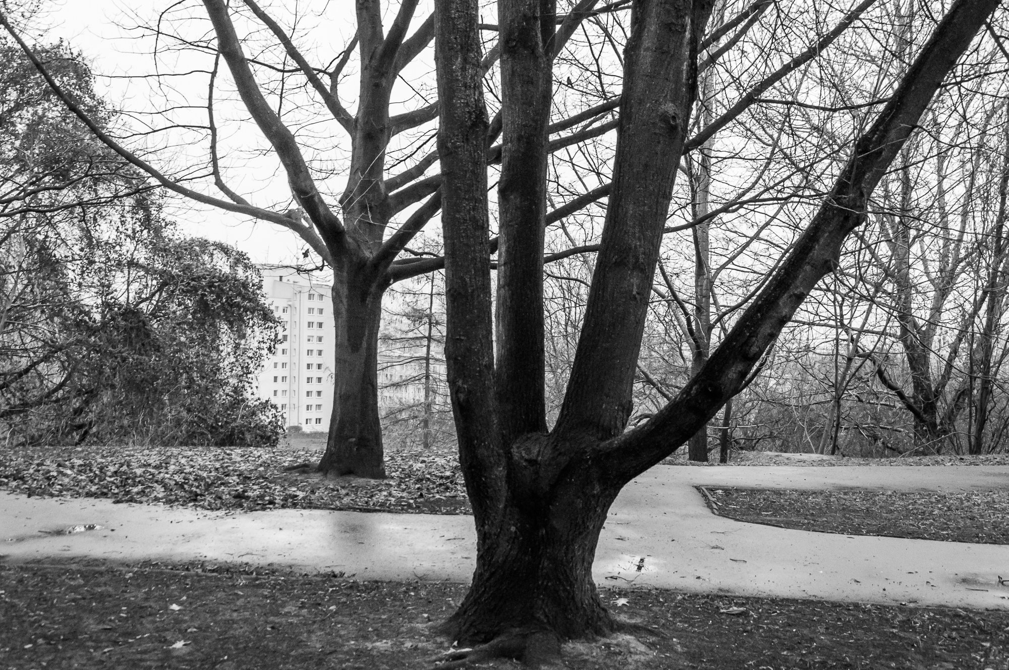 Adam Mazek Photography Warsaw 2020. Post: "Walking style." Minimalism. Trees.