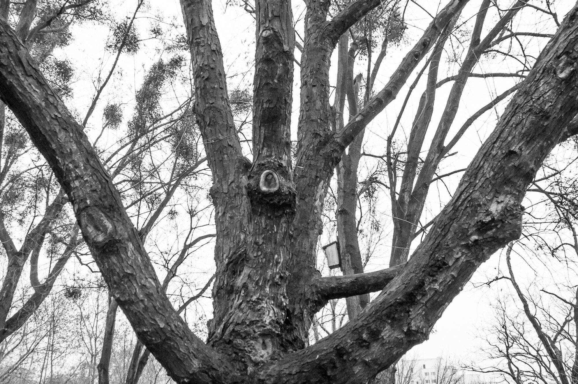 Adam Mazek Photography Warsaw 2020. Post: "WMAP." Tree.