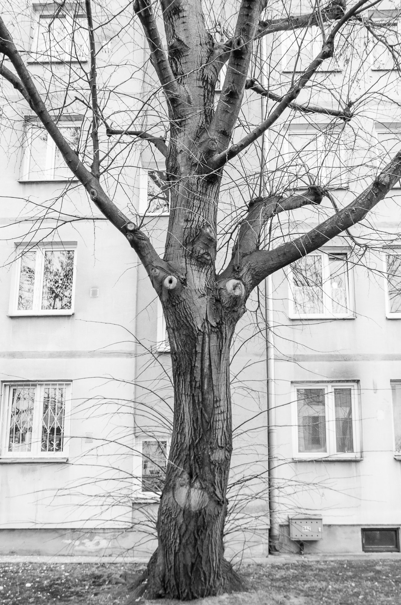 Adam Mazek Photography Warsaw 2021. Post: "The perfection of eternity." Minimalism. Tree.