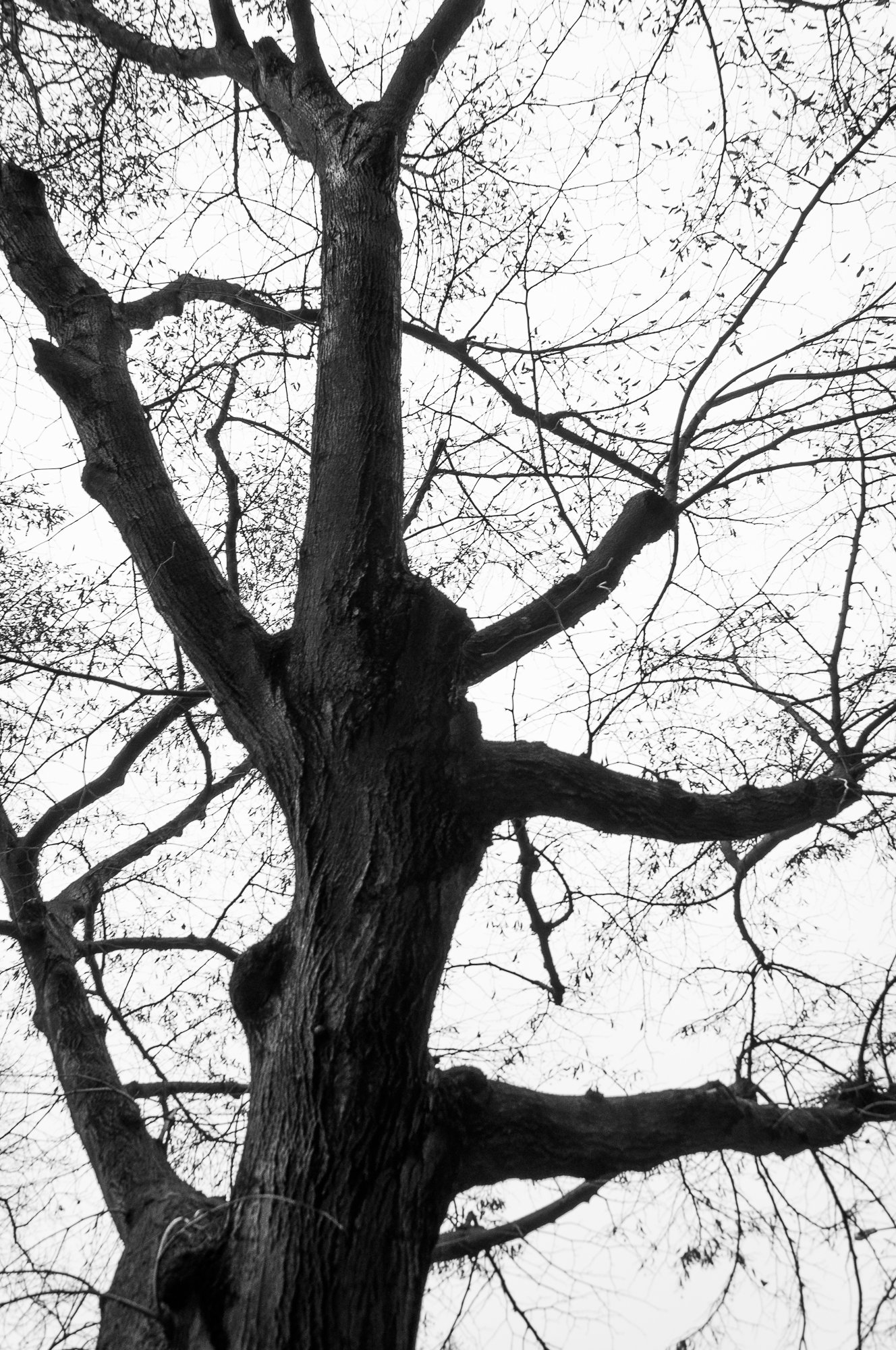 Adam Mazek Photography Warsaw 2020. Post: "The perfection of eternity." Minimalism. Tree.