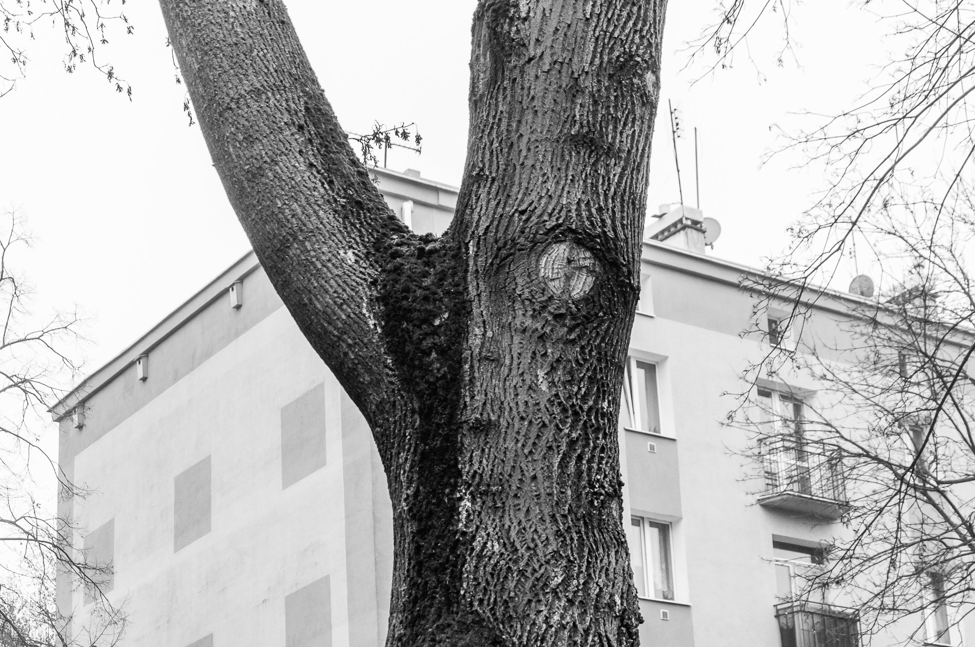 Adam Mazek Photography Warsaw 2020. Post: "Documenting reality." Minimalism. Tree.